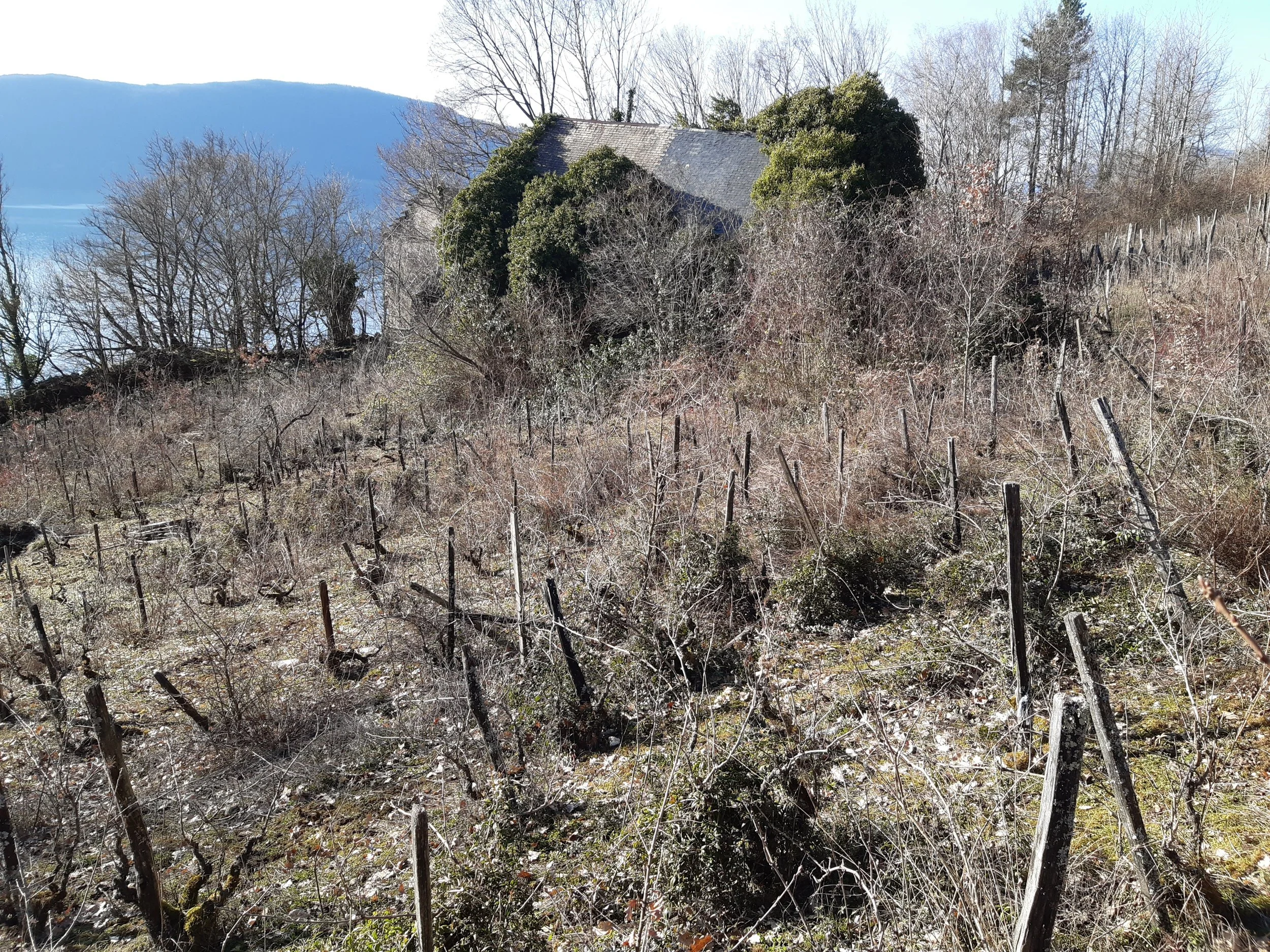 Vignoble en pente avec des rangées de vignes sans feuilles et sarto à réhabiliter sur le Coteau de la Chambotte, en Savoie