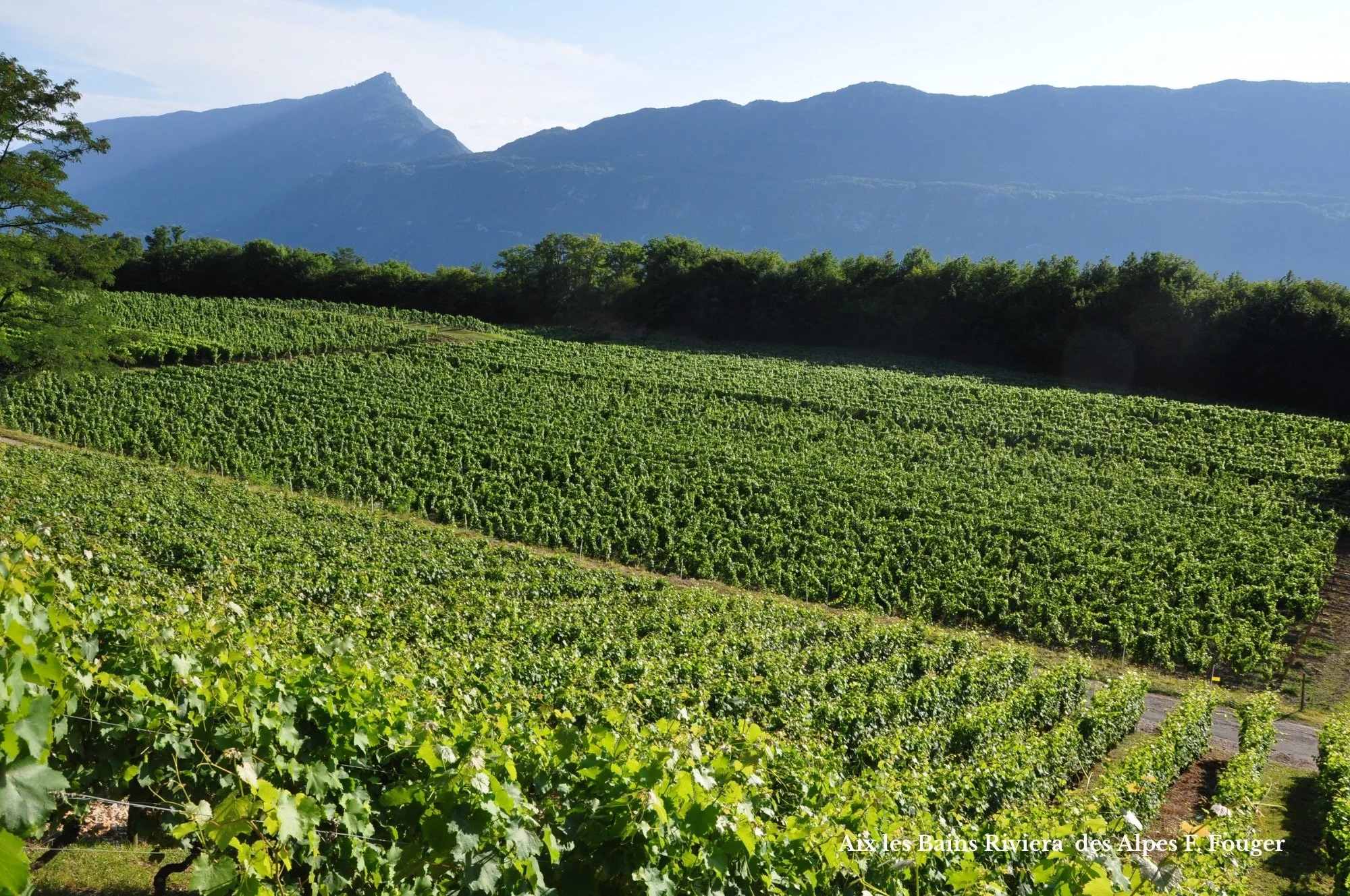 Vignoble Chindrieux en Savoie