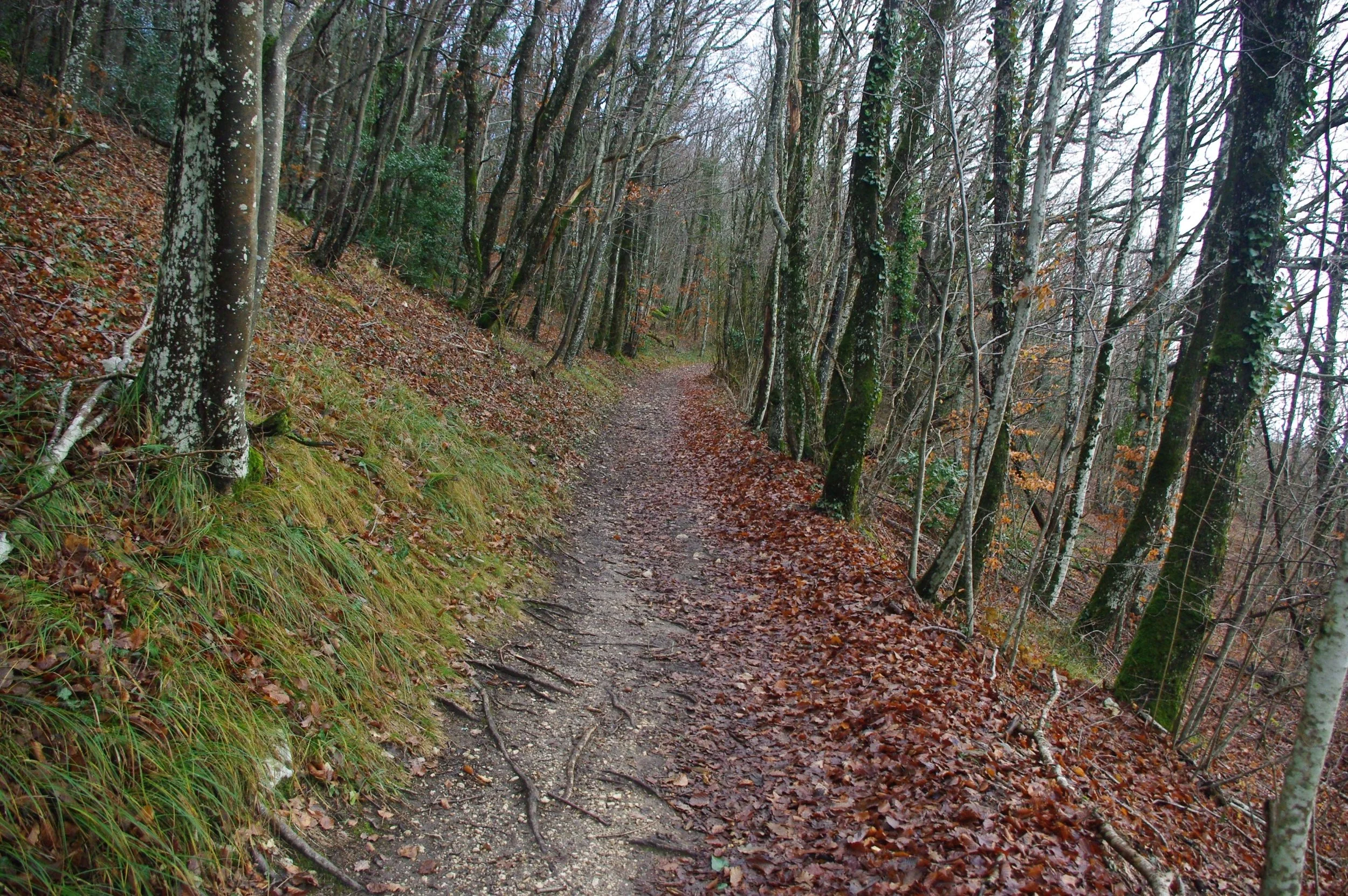 Sentier de la forêt du Coteau de la Chambotte, Savoie
