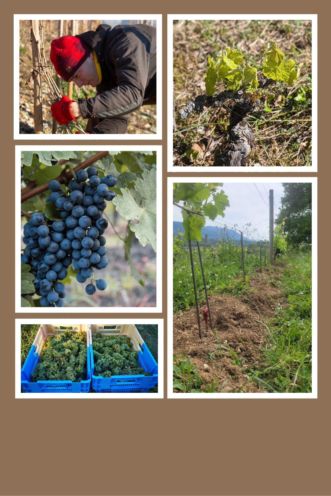 Xavier Brossu, vigneron cidrier en Savoie