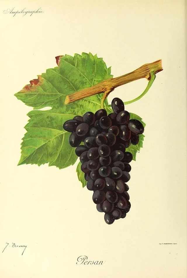 Une illustration botanique d'une grappe de raisins noirs attachée à une branche avec deux feuilles vertes.