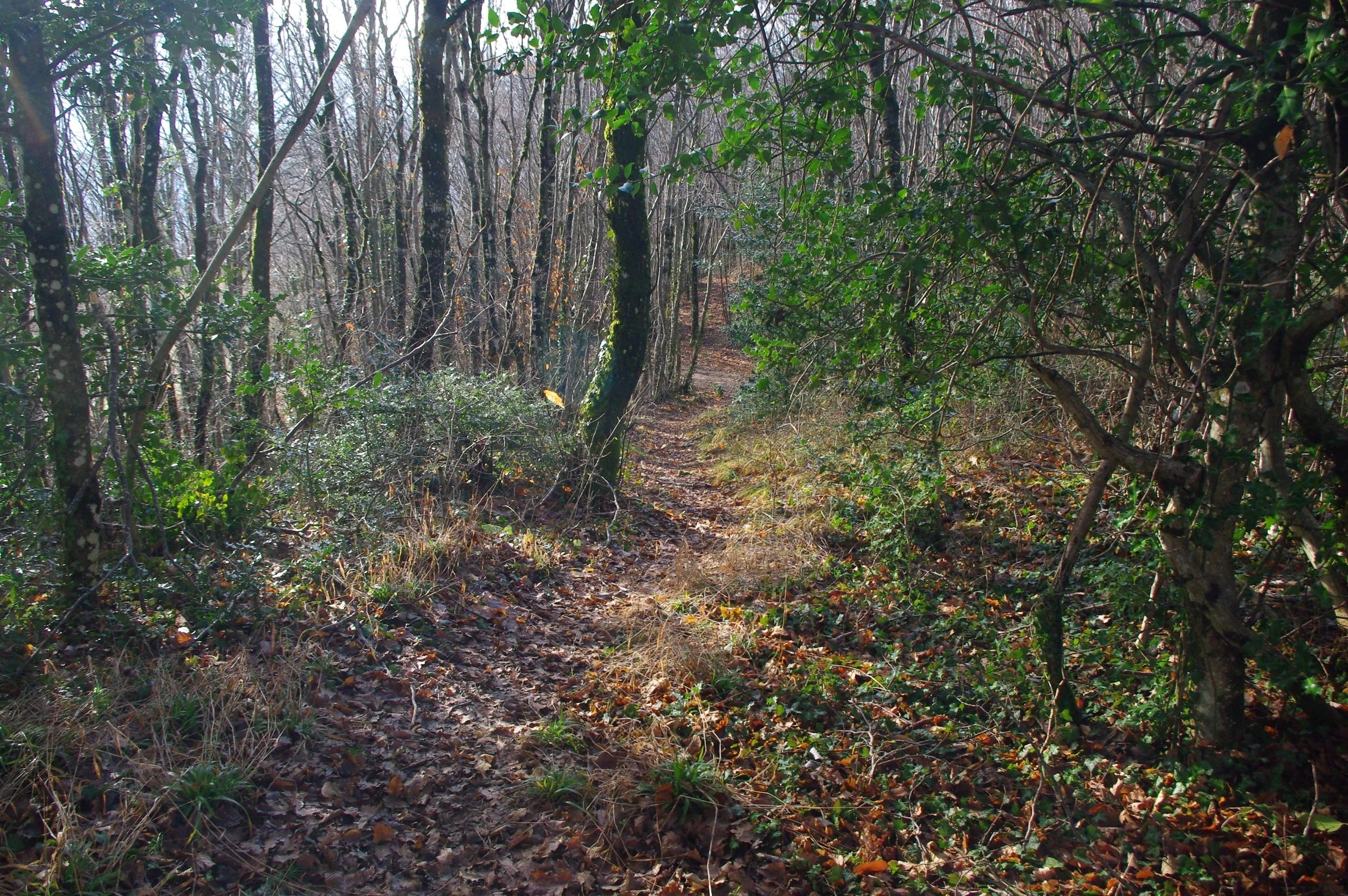 Sentier de forêt bordé d'arbres et de buissons, sol recouvert de feuilles mortes, avec lumière du soleil filtrant à travers la canopée.
