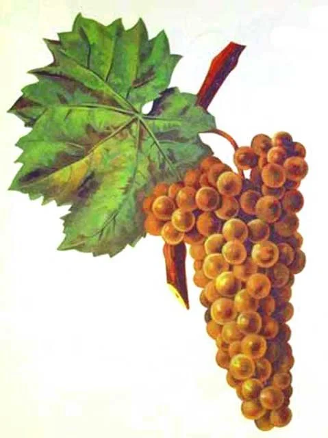 Une grappe de raisins dorés avec une feuille verte et une branche.