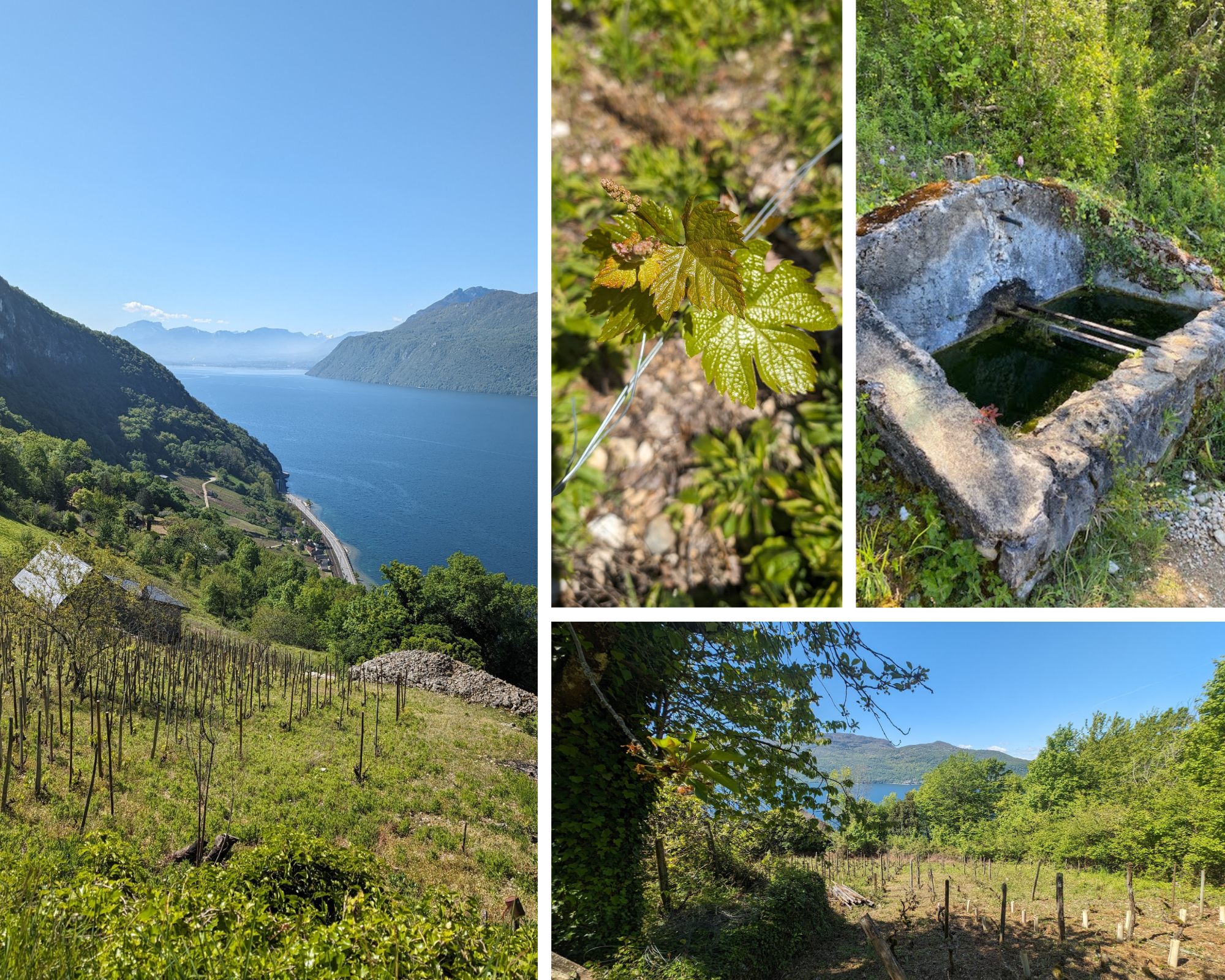 Divers paysages naturels avec vue sur un lac, vignoble, feuille de vigne, puits en pierre, et arbres en plein air sur le Coteau de la Chambotte, en Savoie
