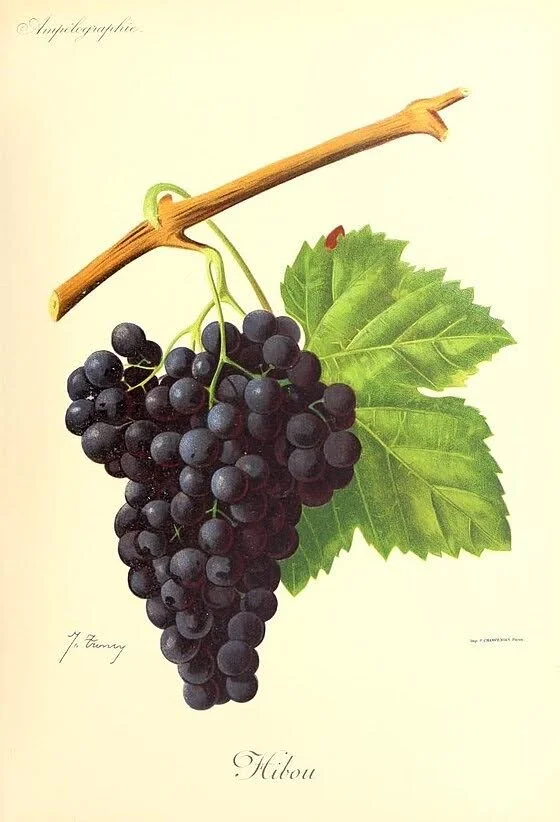 Une illustration de raisins noirs en grappes suspendues à une branche avec des feuilles vertes