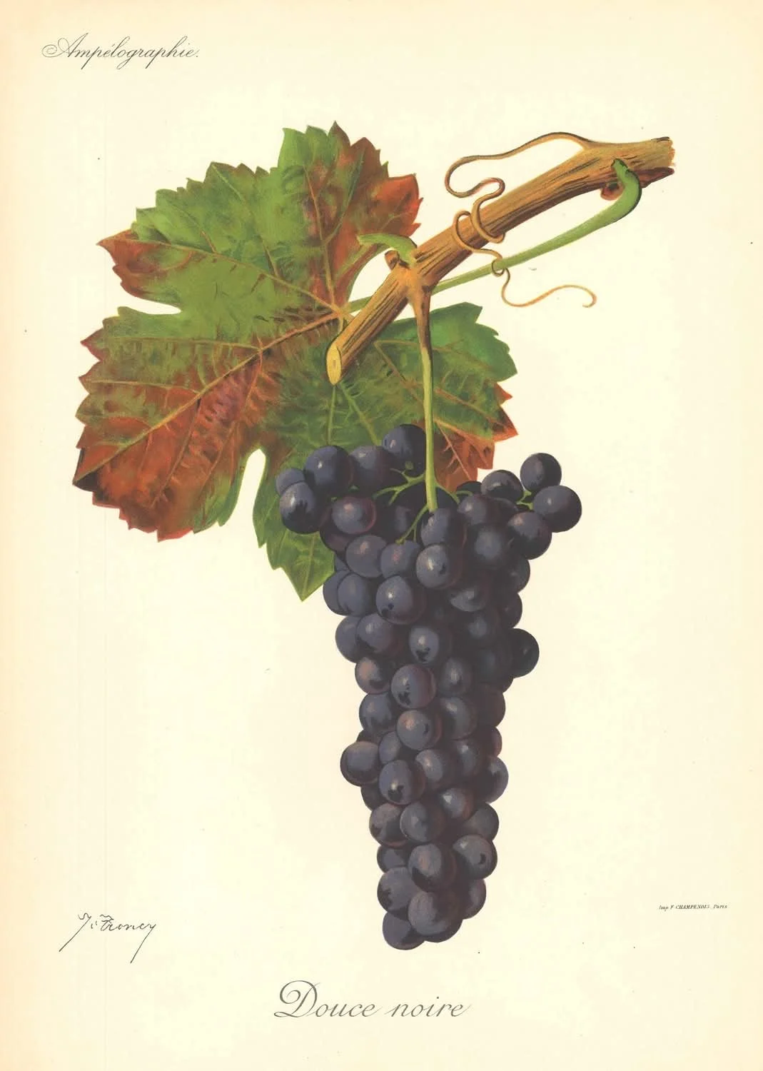 Illustration d'une grappe de raisins noirs avec une feuille de vigne et une branche de vigne au-dessus, dans un style vintage, avec le texte 'Ampelographie' en haut à gauche et 'Douce noire' en bas.