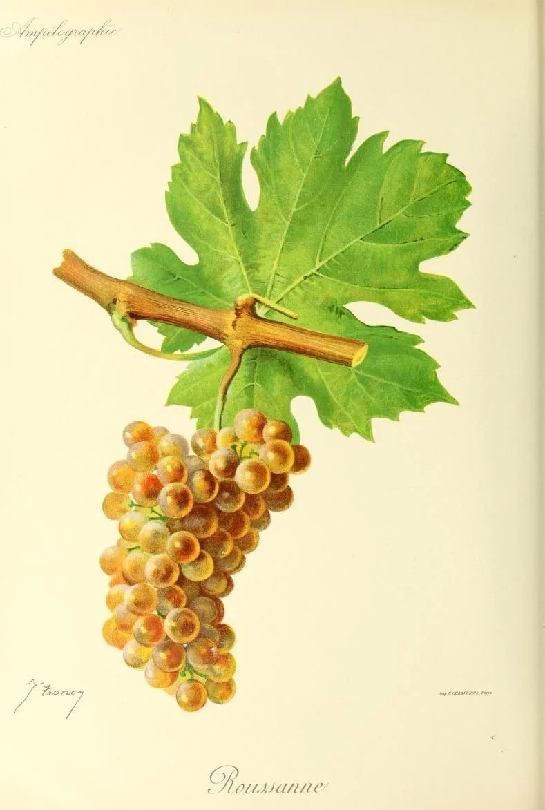 Illustration botanique d'une grappe de raisins, d'une feuille de vigne et d'une branche de vigne, avec le mot 'Roussanne' écrit en cursive en dessous.