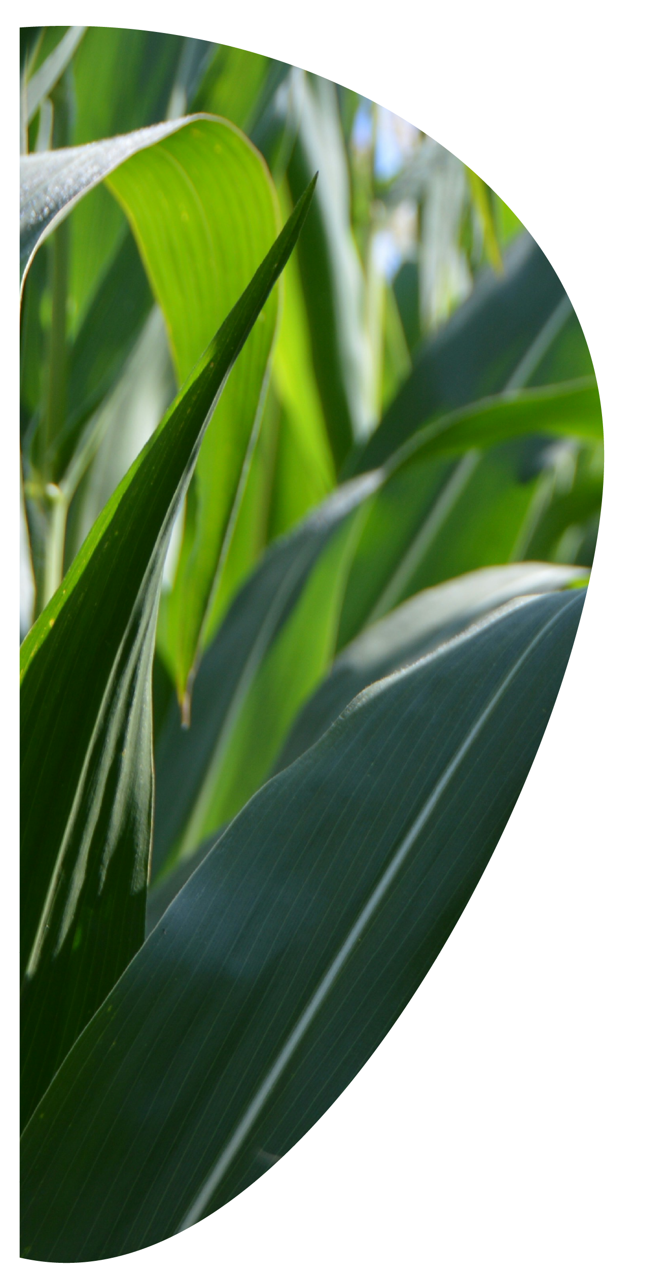 Hojas verdes de maíz en primer plano.