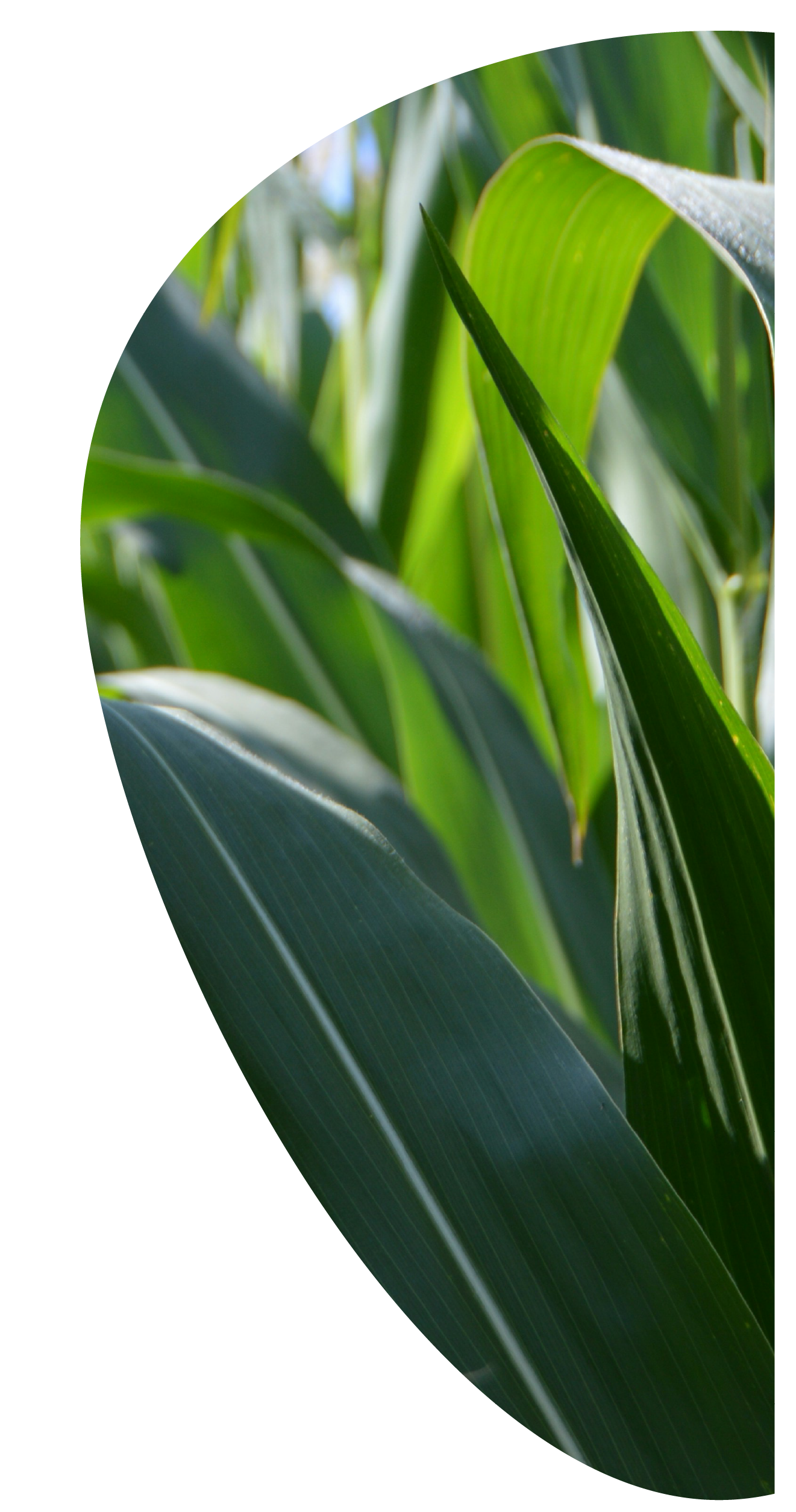 Hojas verdes de plantas de maíz en un campo.