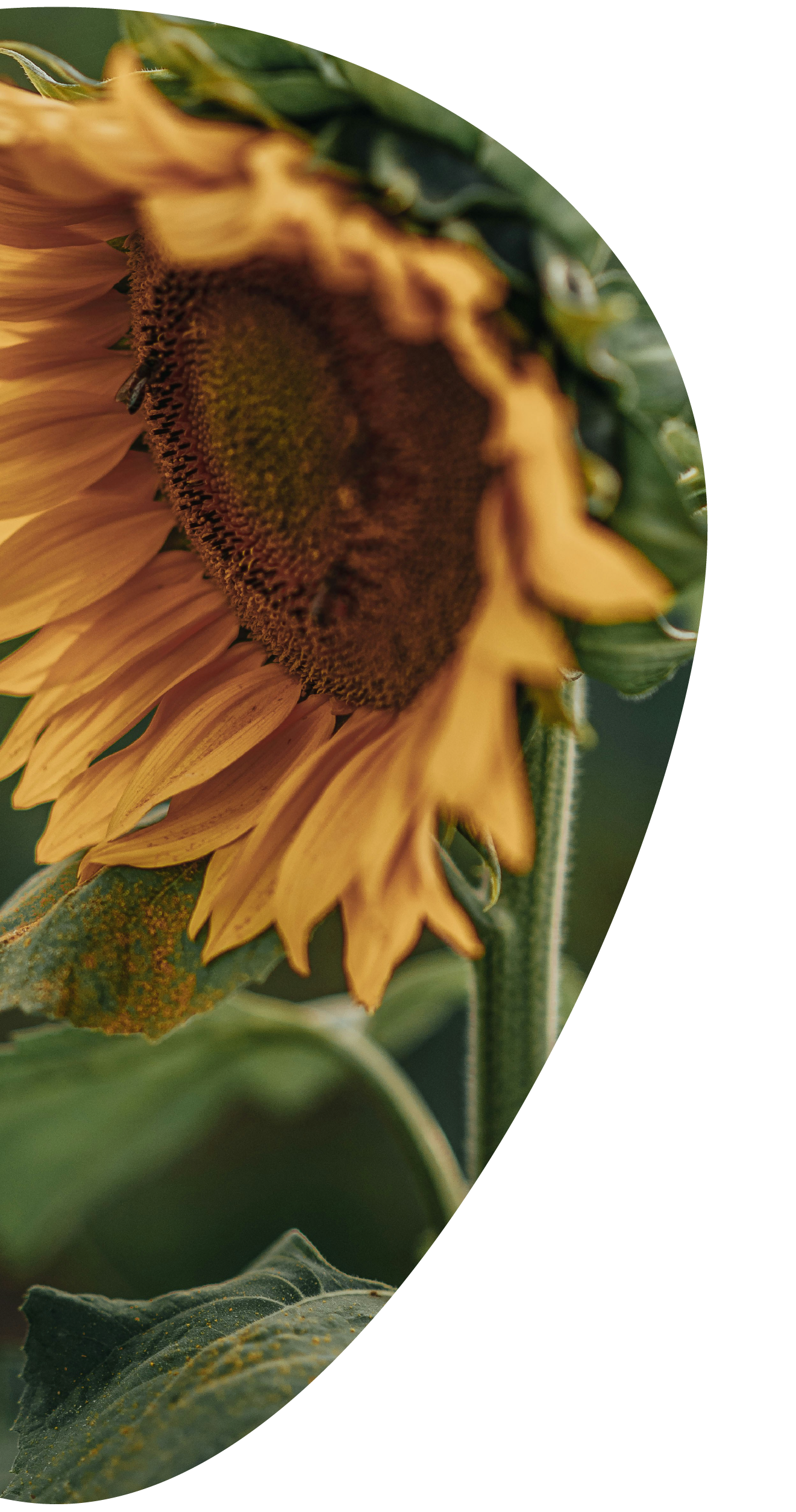 Primer plano de un girasol amarillo de lado, con pétalos y centro visibles.