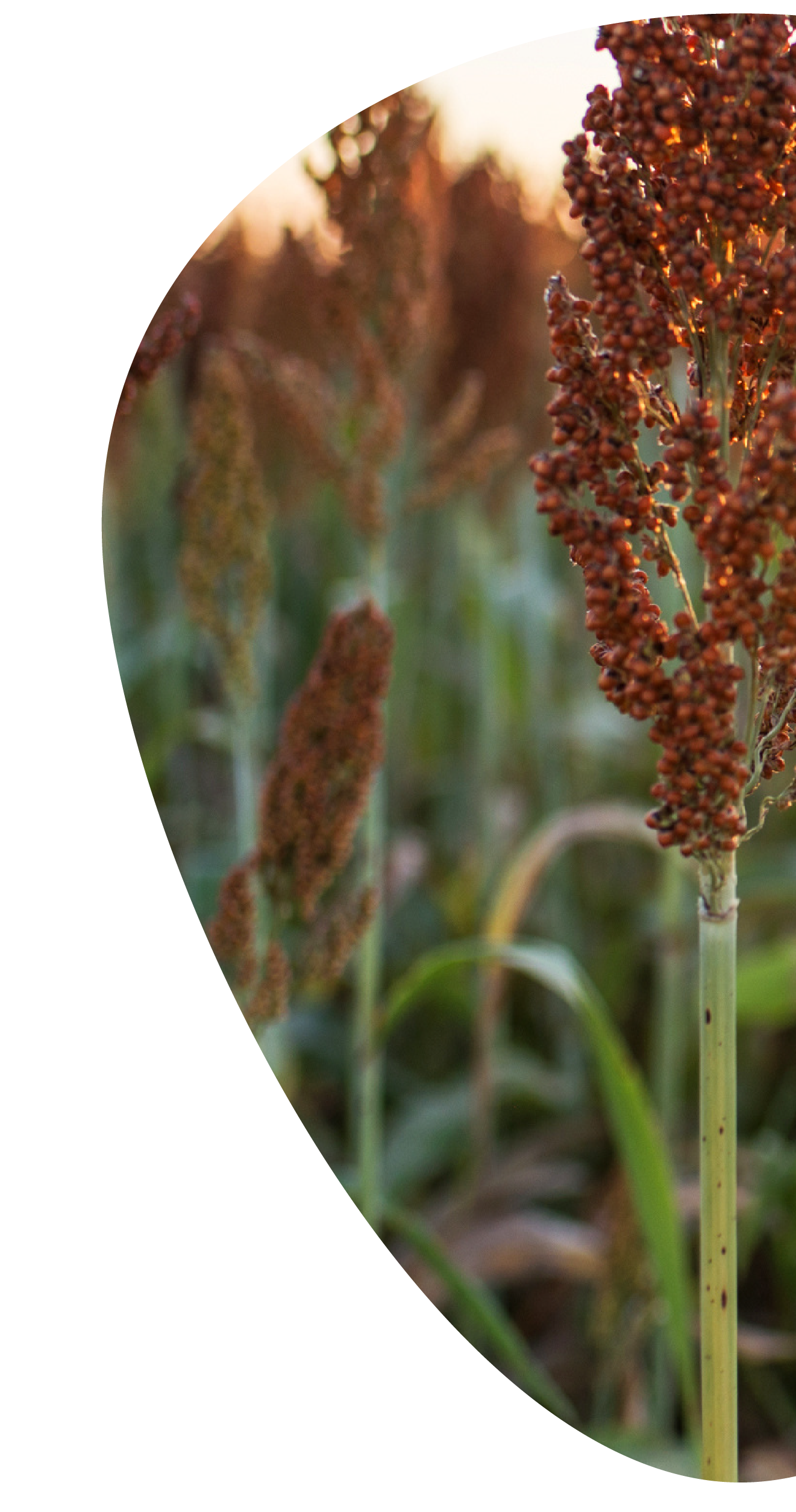 Primer plano de plantas de sorgo con granos maduros en un campo.