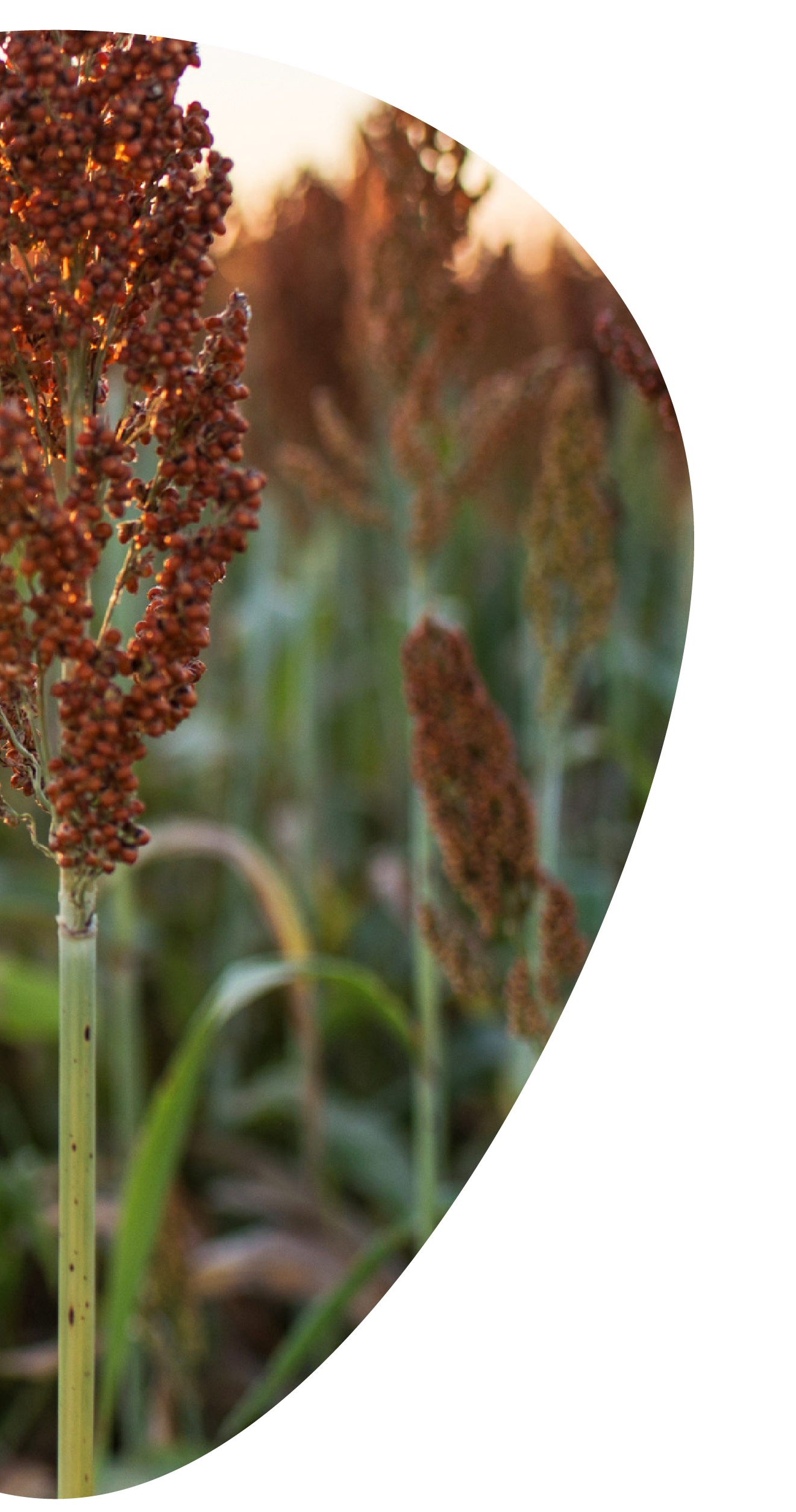 Campo de sorgo al atardecer.
