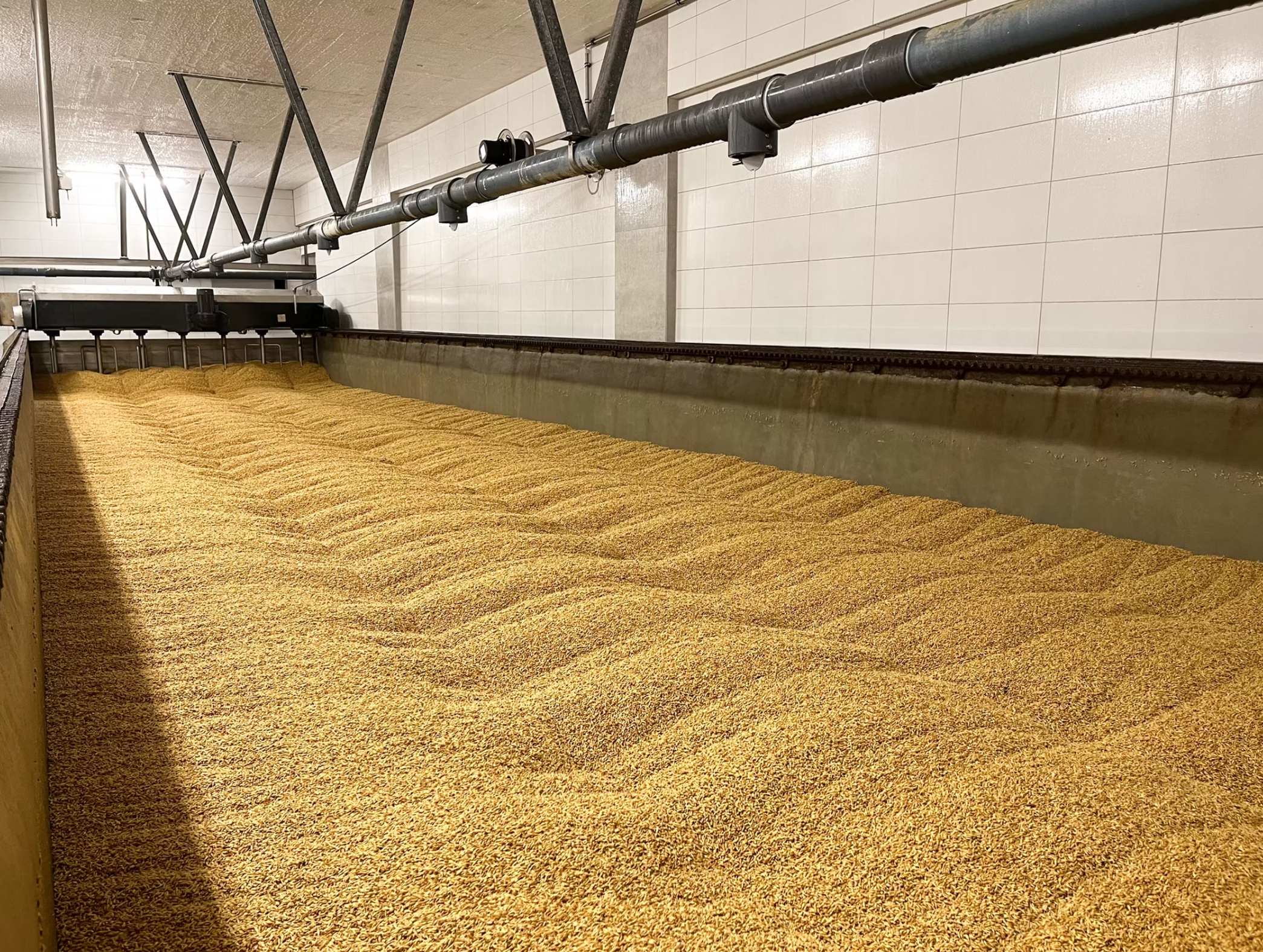 Indoor industrial area with a long yellow conveyor belt, black piping, and white tiled walls.