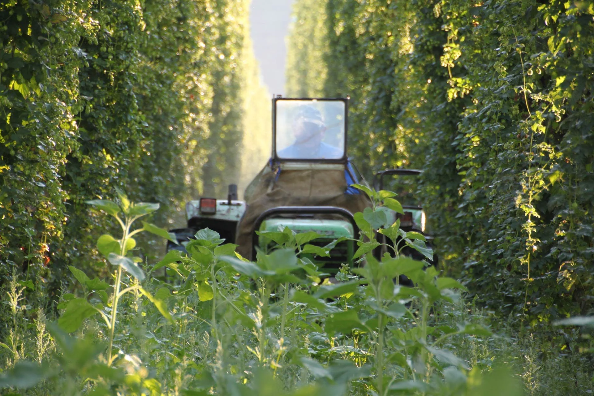 A person operating a tractor in a lush green garden or farm, surrounded by tall plants and foliage.