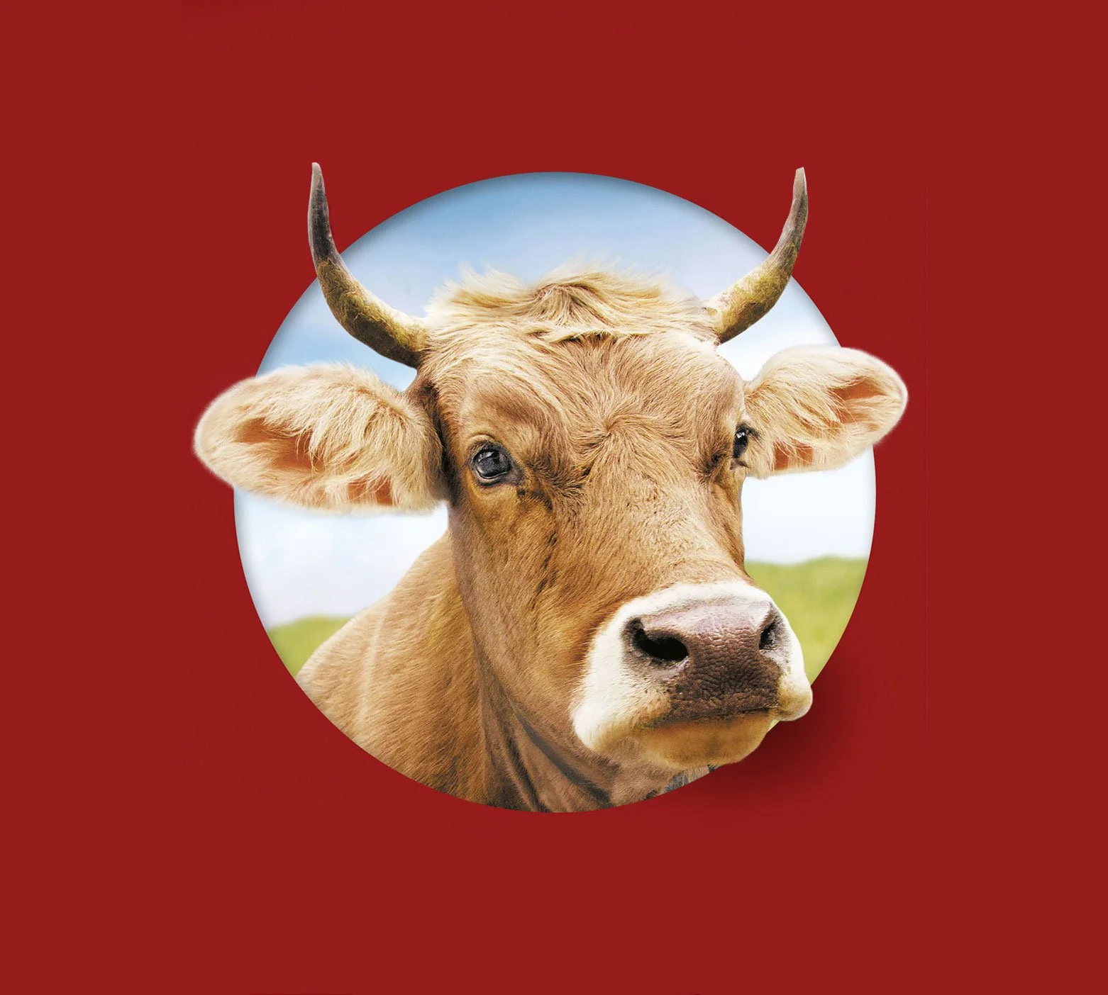 Fundraising-Kampagne für den Zürcher Tierschutz