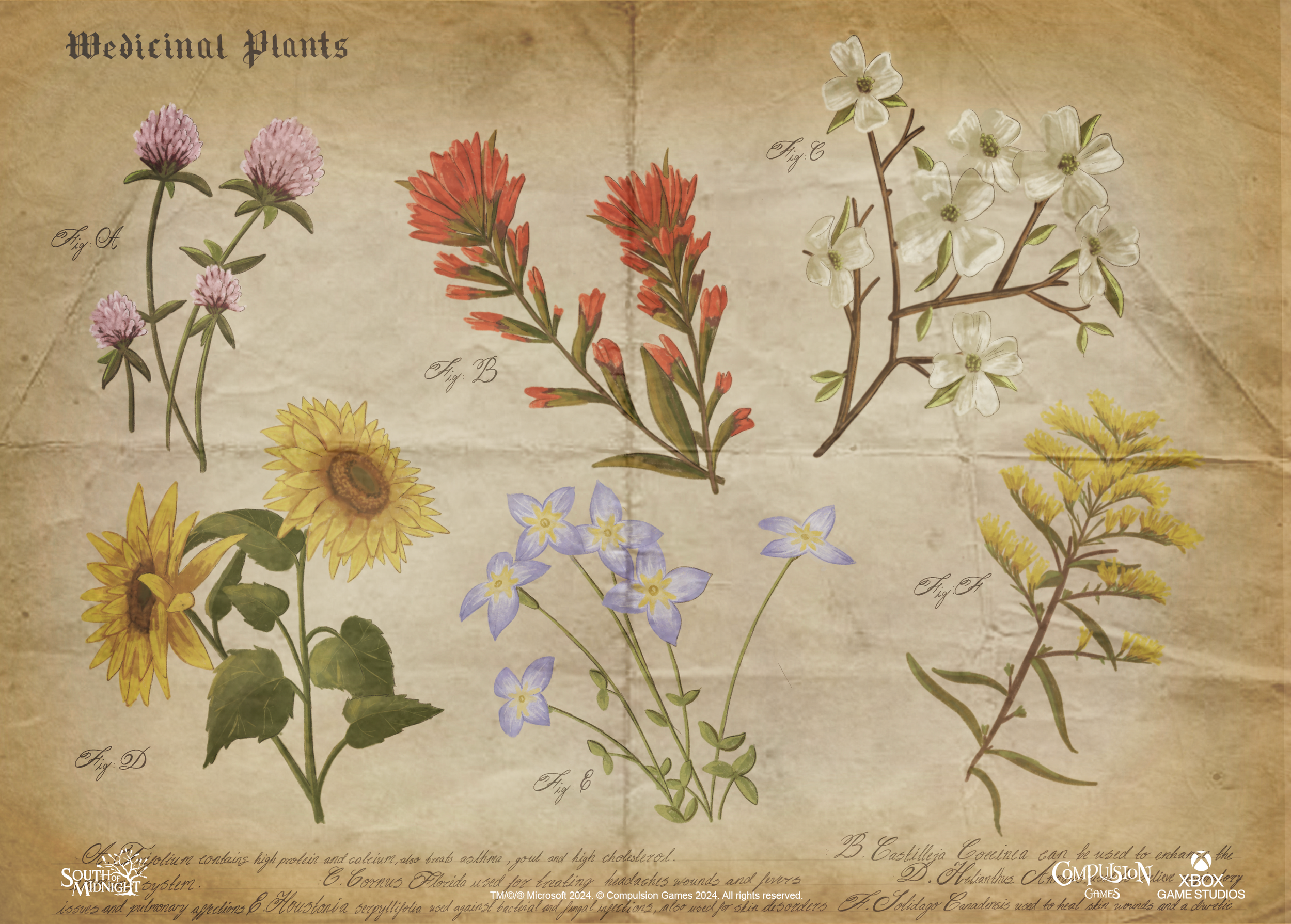 Medicinal_Plants_illustrations.png