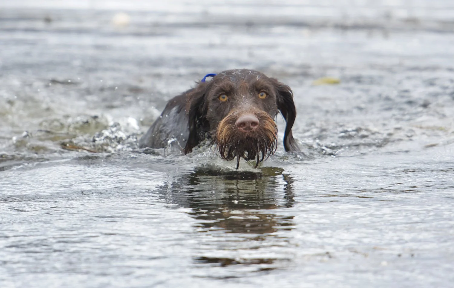 Water training a Drahthaar hunting dog with Western Bird Dog Training in Casper, Wyoming.