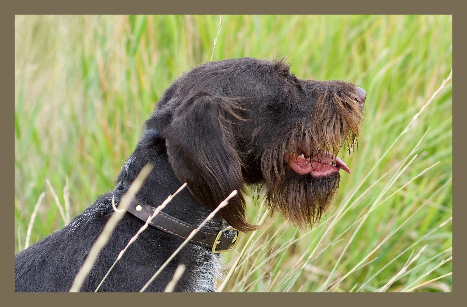 Profile of a Drahthaar bird hunting dog in grass