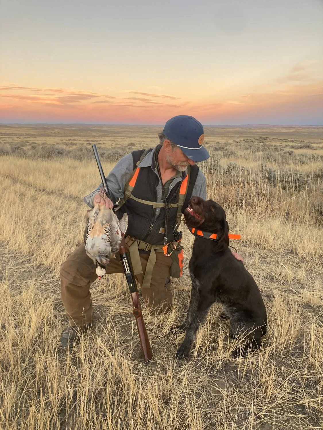 A man with a shotgun with a large Drahthaar hunting dog sitting beside him in an open field  after a chukar hunt during sunset.