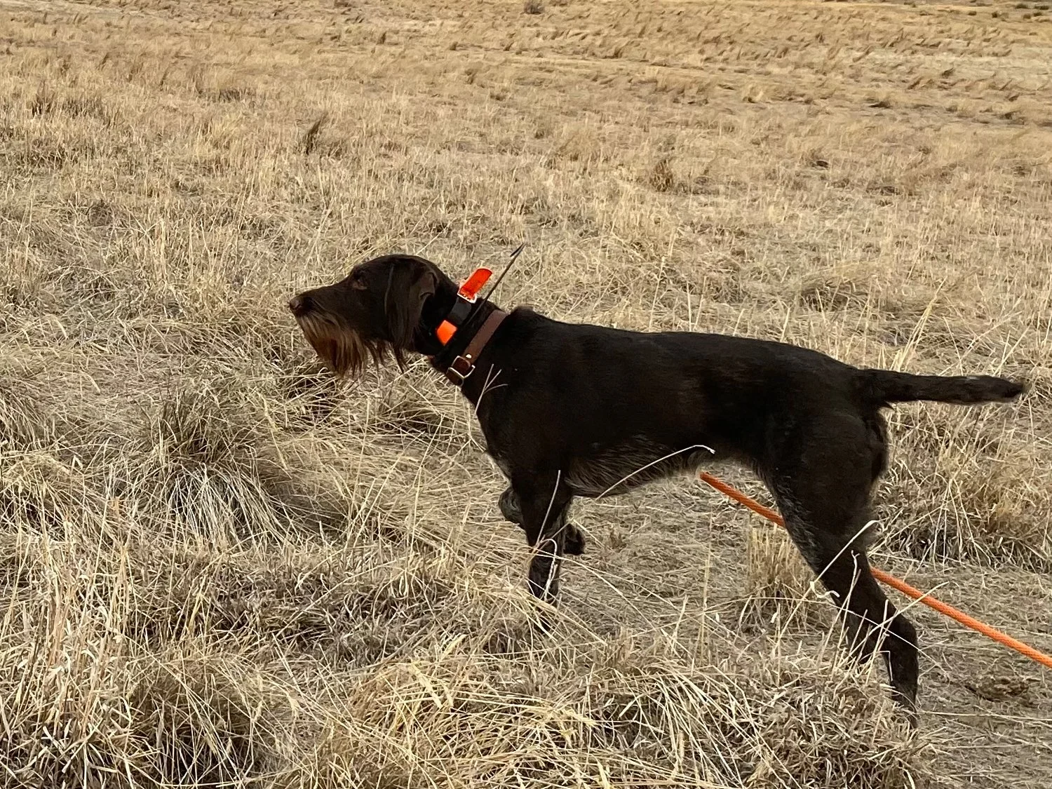 A Drahthaar hunting dog wearing a collar equipped with an orange and black tracking device, standing in a dry grassy field near Casper, Wyoming.