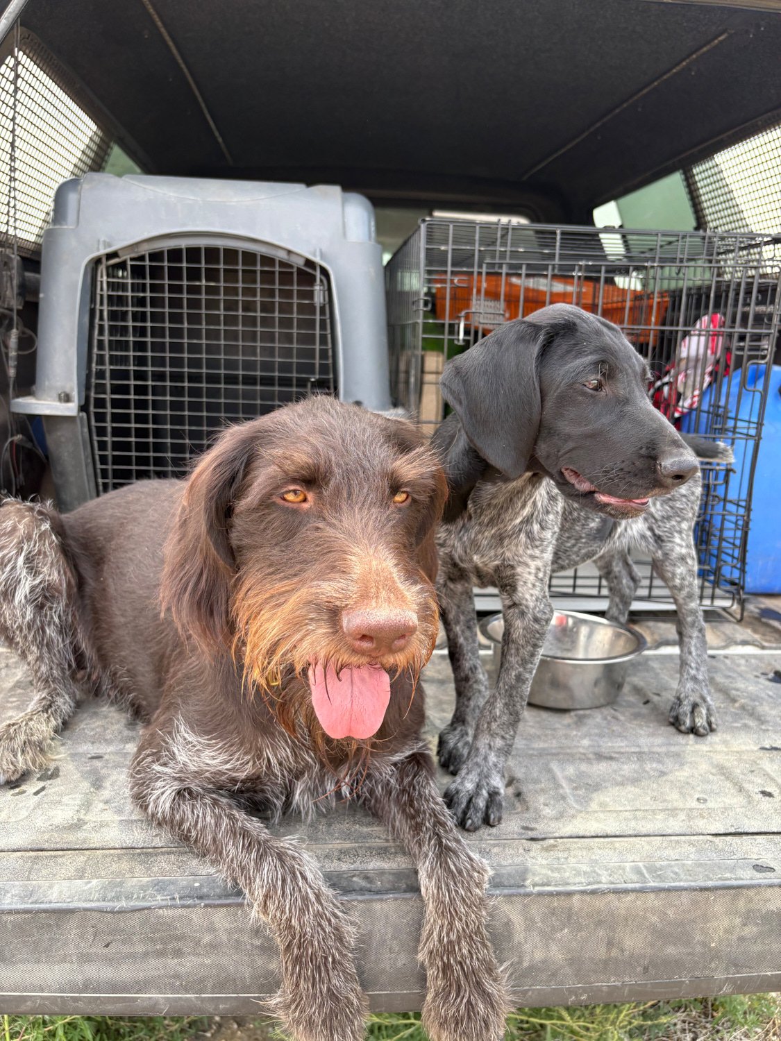 Two Drahthaar hunting dogs sitting in the bed of a truck after a bird hunt in Wyoming with Western Bird Dog Training.