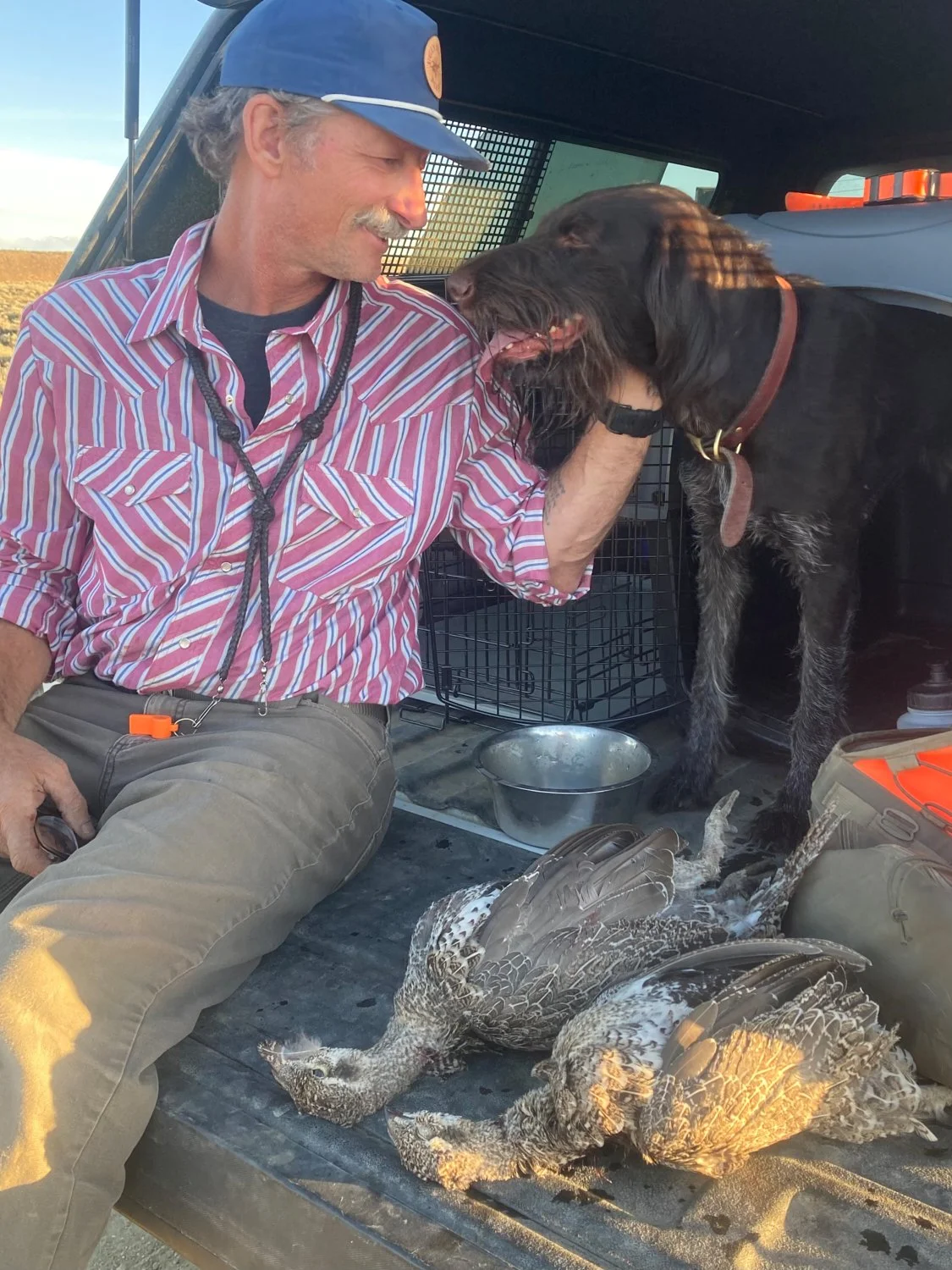 Mike Boyd, owner and head trainer at Western Bird Dog Training in Casper, Wyoming, sitting on the tailgate with a Drahthaar hunting dog after a successful Chukar hunt.