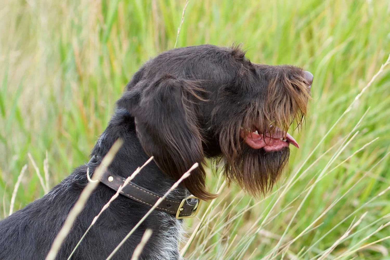 Close-up of a Drahthaar hunting dog with a bearded snout in a grassy field, wearing a leather collar.