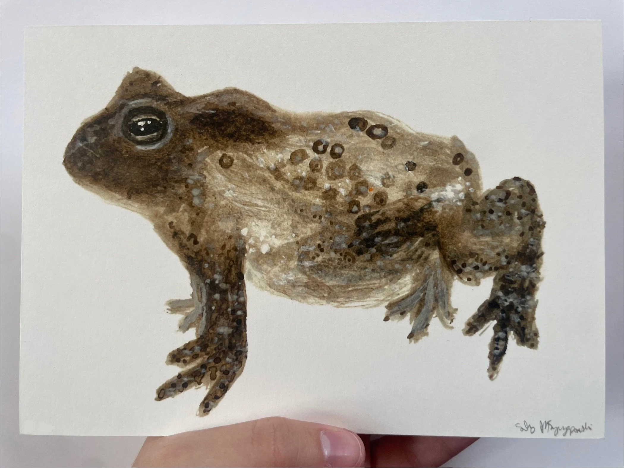 American Toad Print (5"x7")
