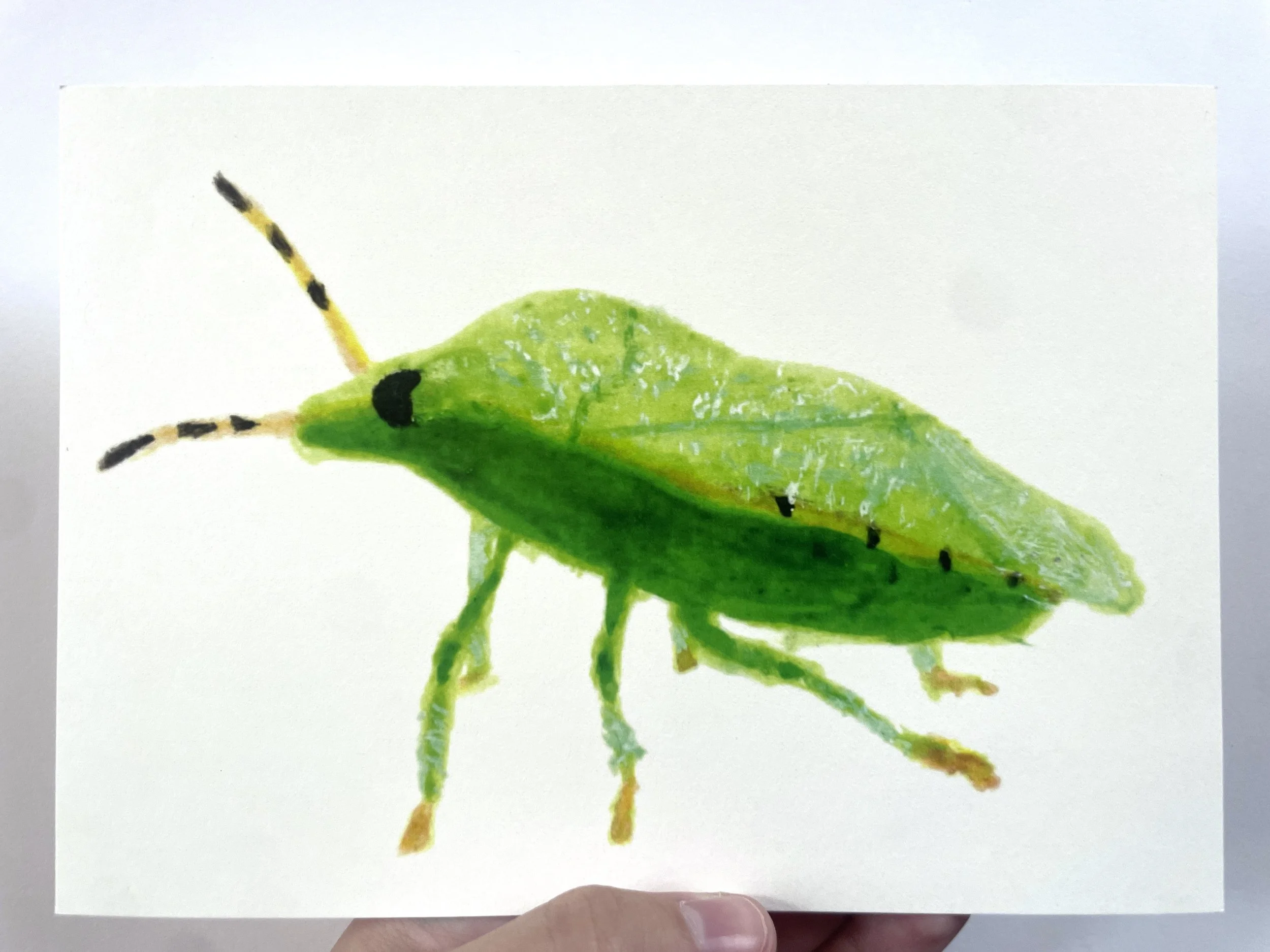 Southern Green Stink Bug Print (5"x7")