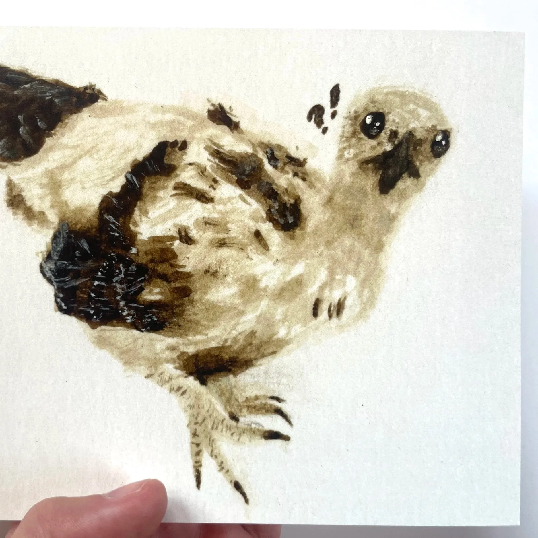 Cooper's Hawk Eyas (Baby) Print (5