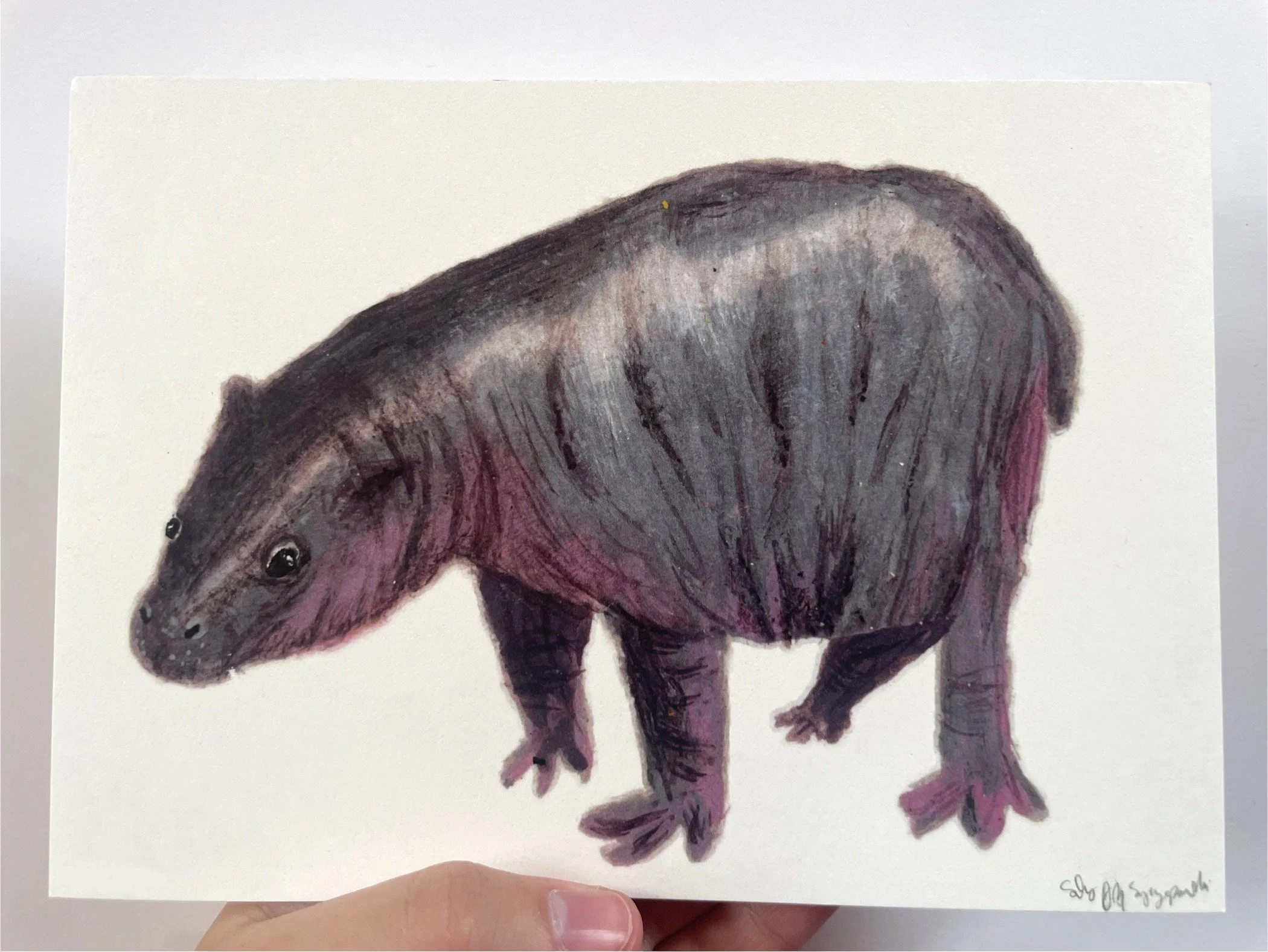 Baby Pygmy Hippo Print (5"x7")