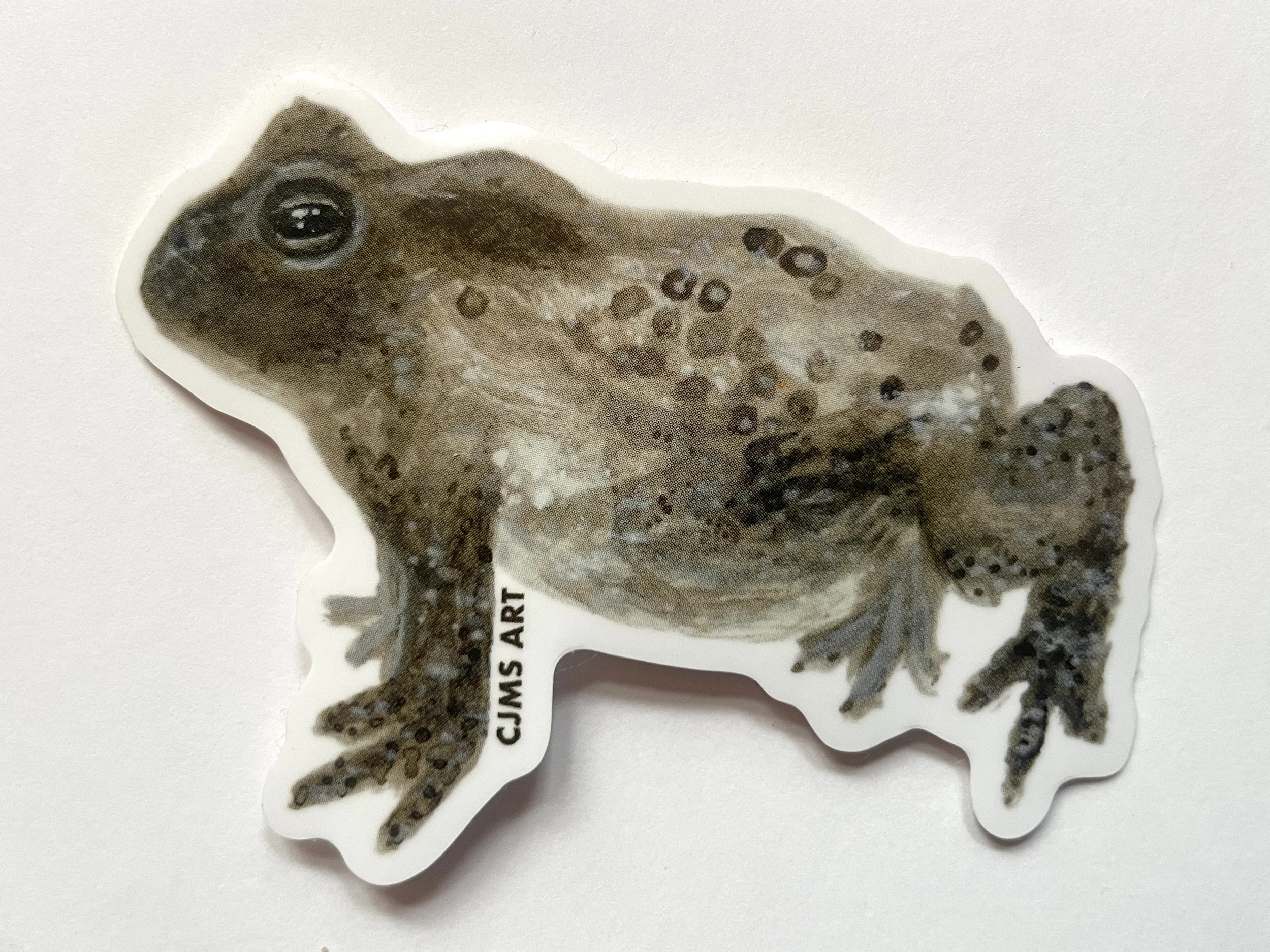 American Toad Sticker (3")