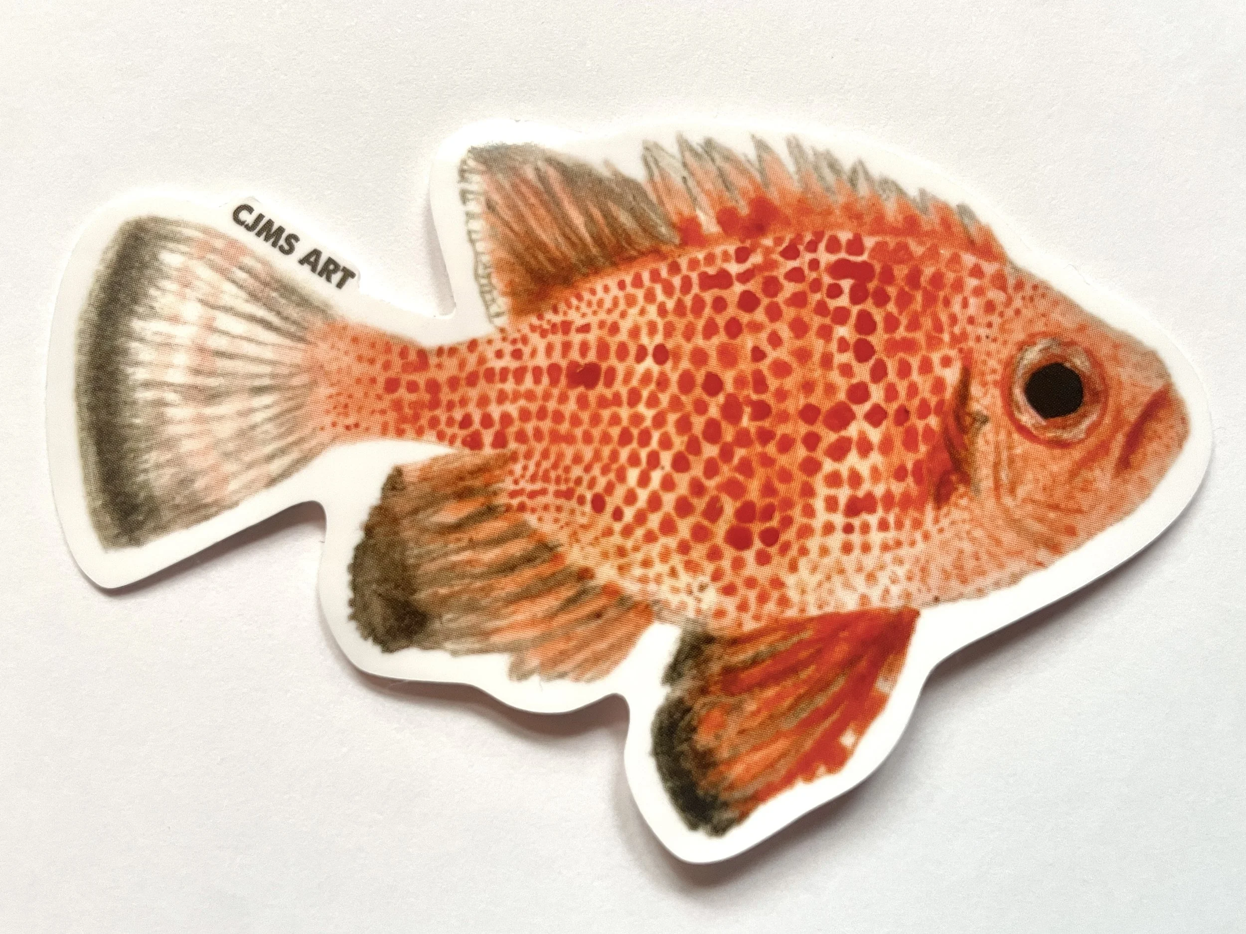 Short Bigeye Fish Sticker (3")