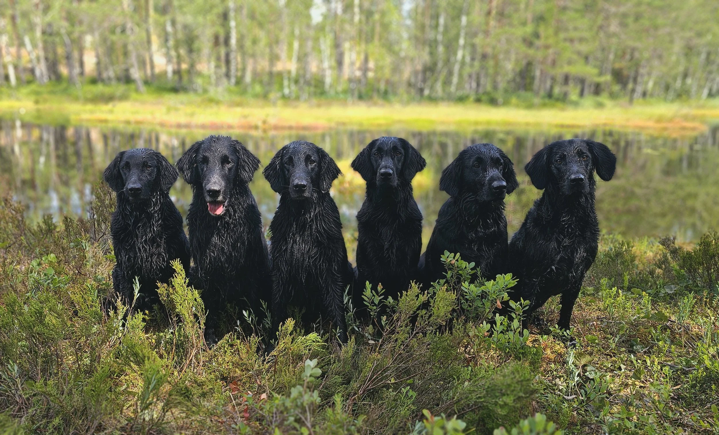 Wish er 6 uker og 2 dager på vei