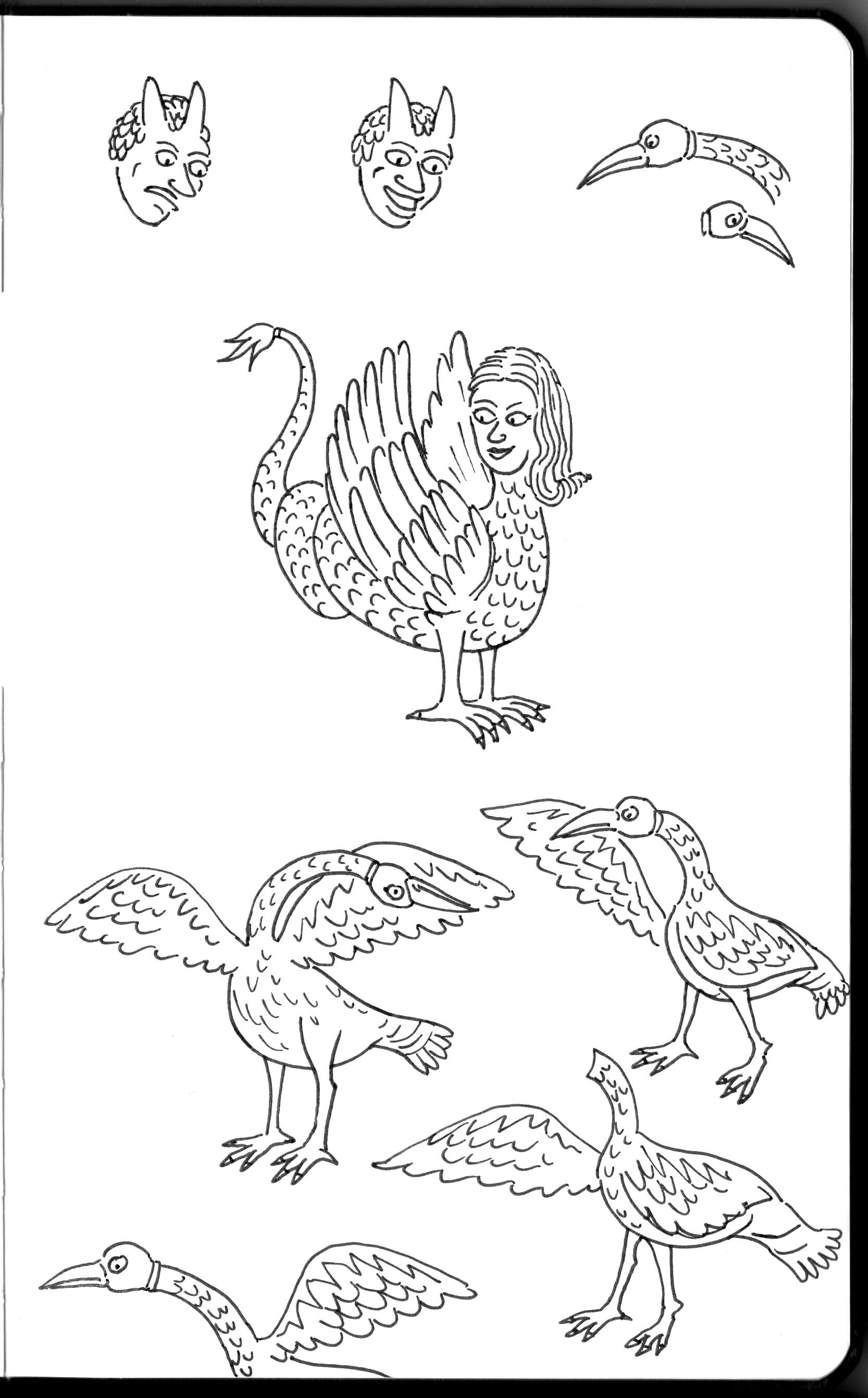 schizzi arpia_ibis_faccia.jpg