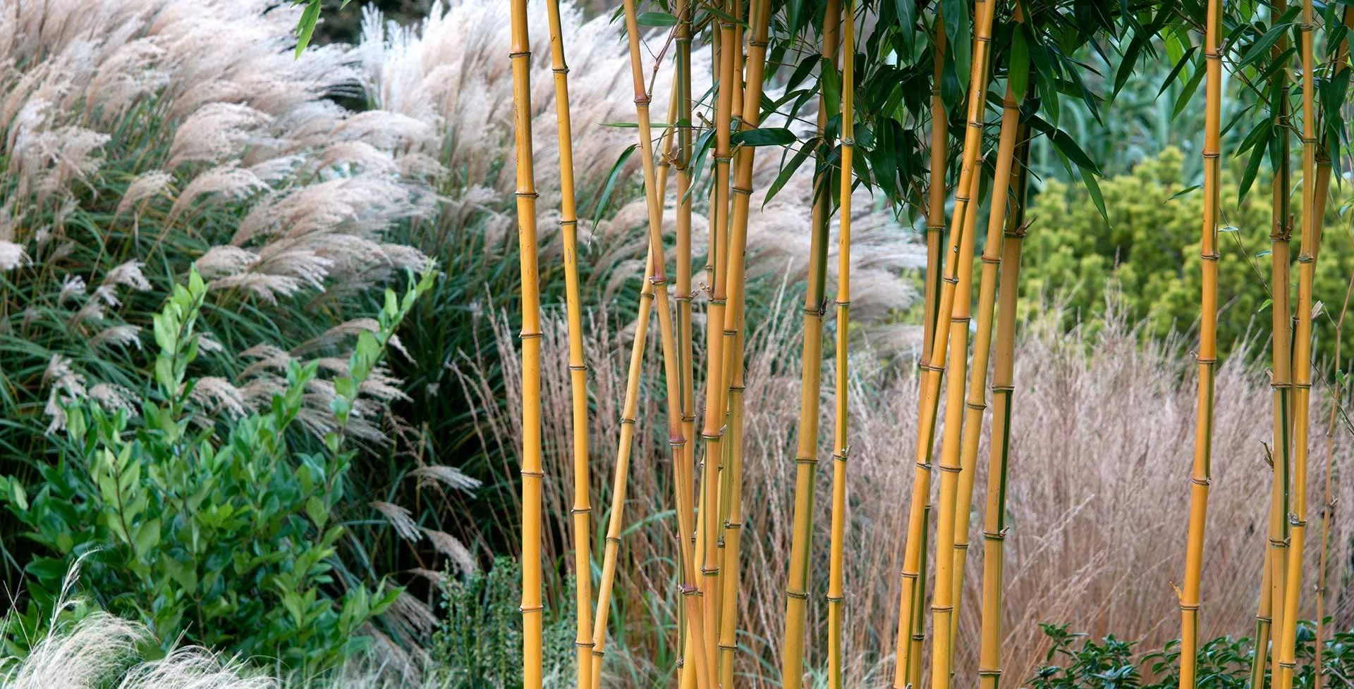 A garden scene with tall yellow bamboo stalks, green leaves, beige ornamental grasses, and lush green foliage.