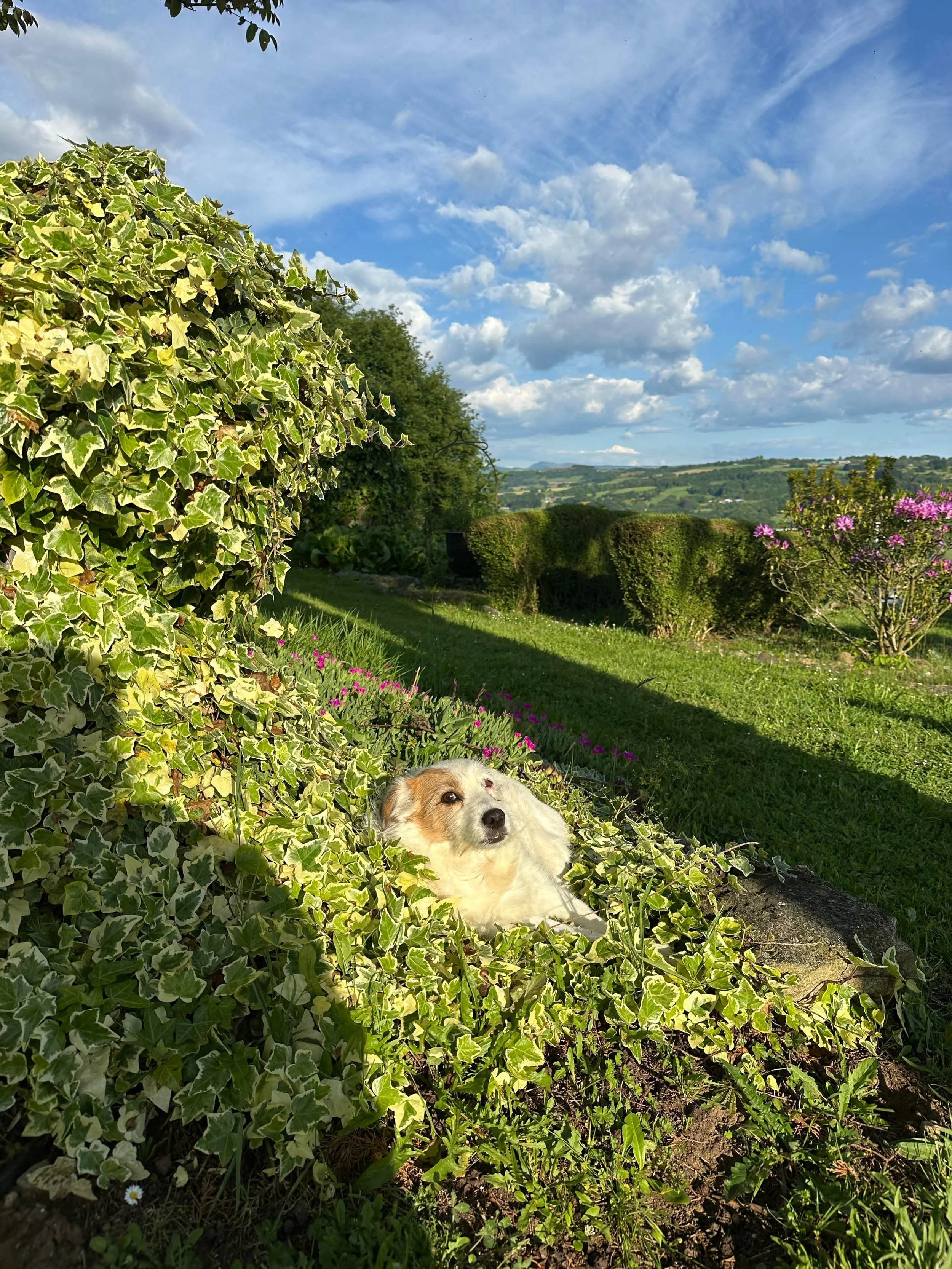 Un cane che riposa tra le piante in un giardino soleggiato con cielo sereno e nuvole sparse.