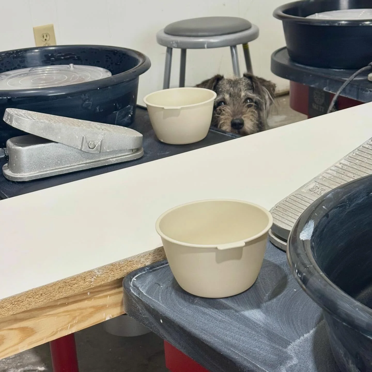 Studio assistant on duty. 🐾

There&rsquo;s something extra sweet about throwing pots with a pup nearby. Mud on my hands, wagging tail at my feet.

Feeling grateful for good clay, good company, and a very cute studio shadow. &hearts;️