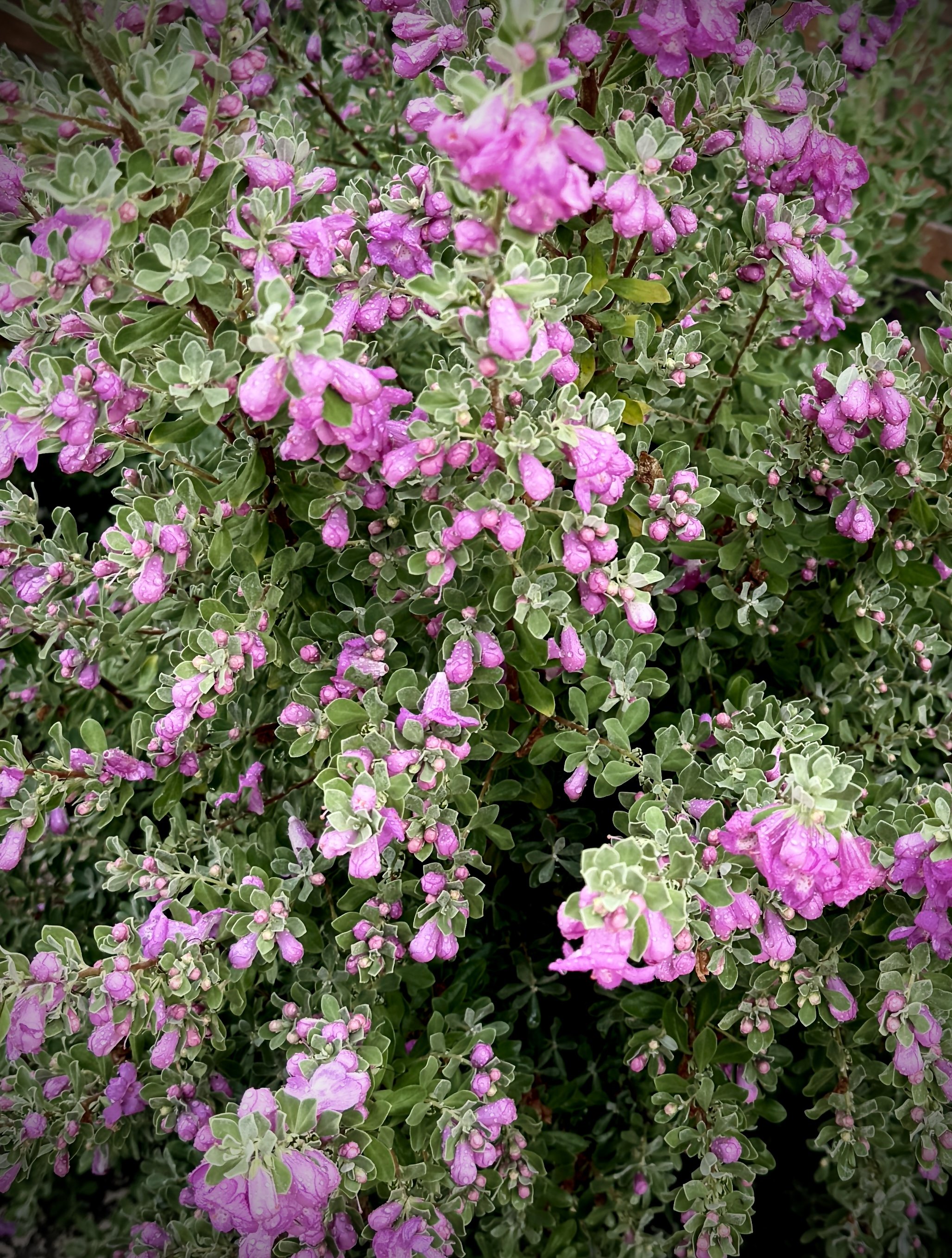 Flourishing in the Storms of Life