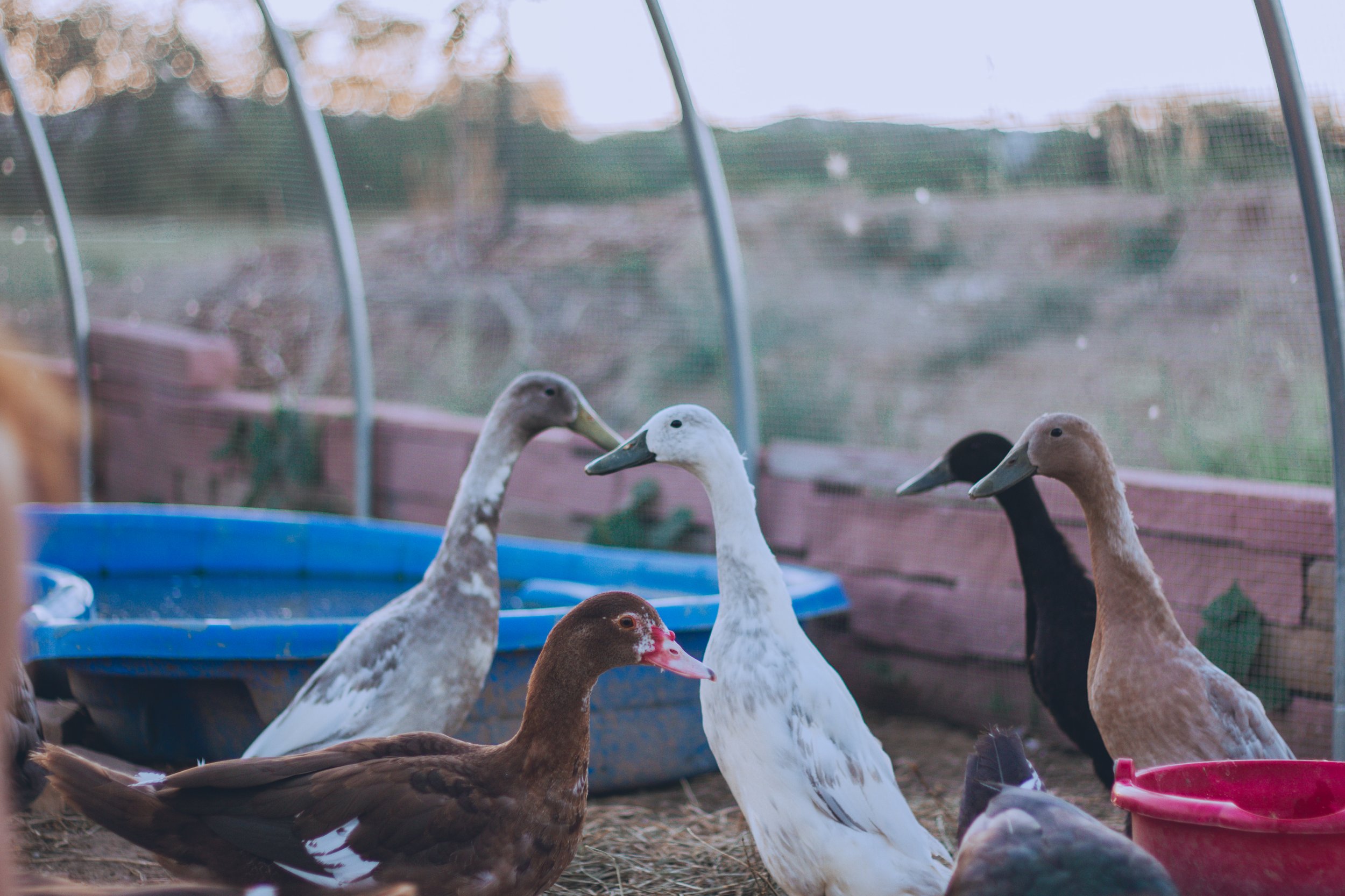 A group of ducks in an outdoor pen with a dirt floor and a red and a blue water container, with a mesh fence and a blurred natural landscape in the background.