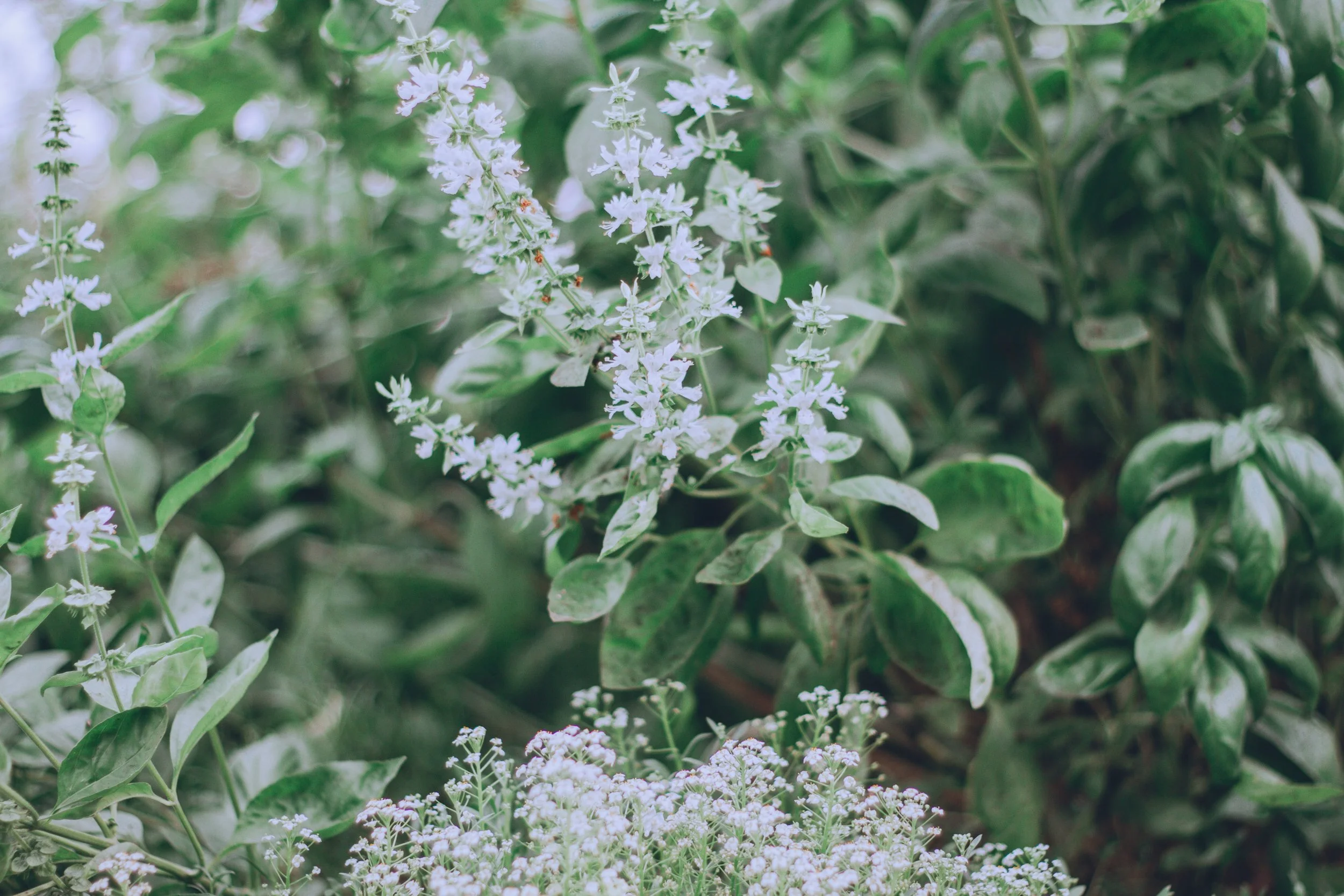 Close-up of small white flowers and green leaves on a plant.