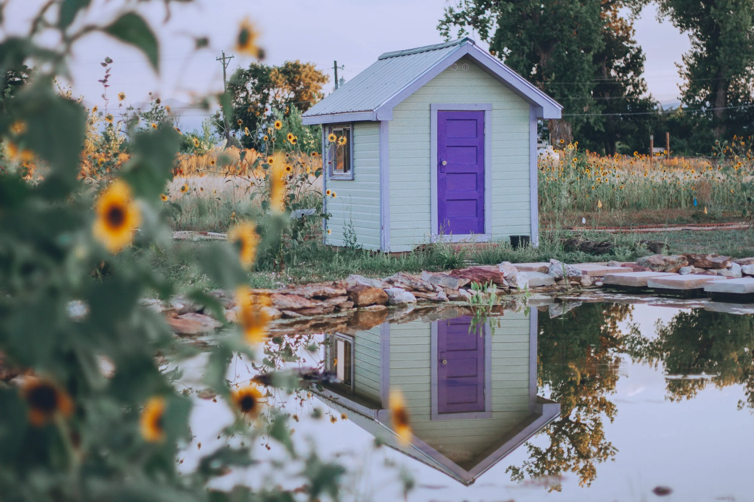 A small light green shed with a purple door and window, surrounded by sunflowers, next to a pond reflecting the shed and nearby trees.
