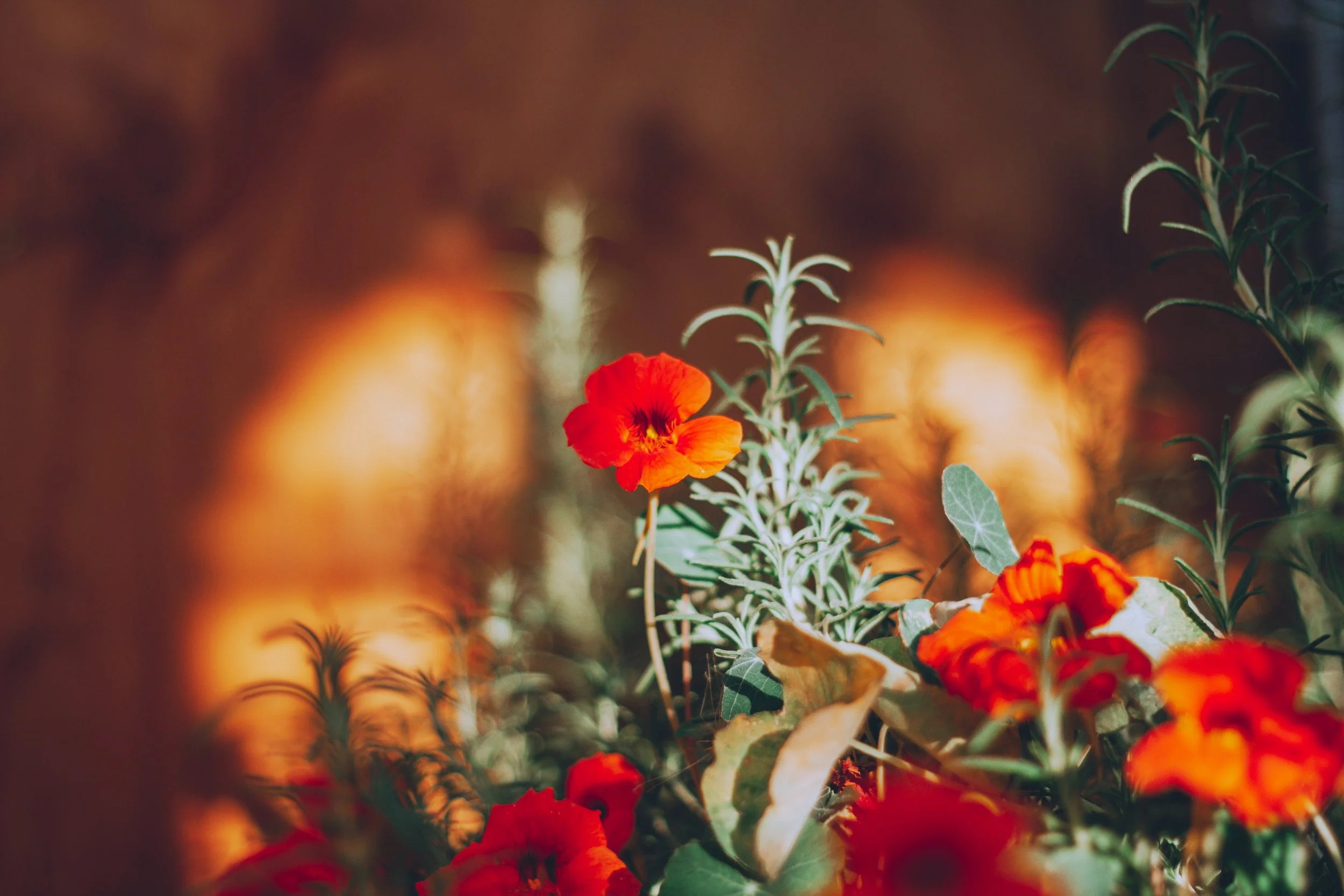 Close-up of red and orange flowers with greenery and blurred warm lighting in the background