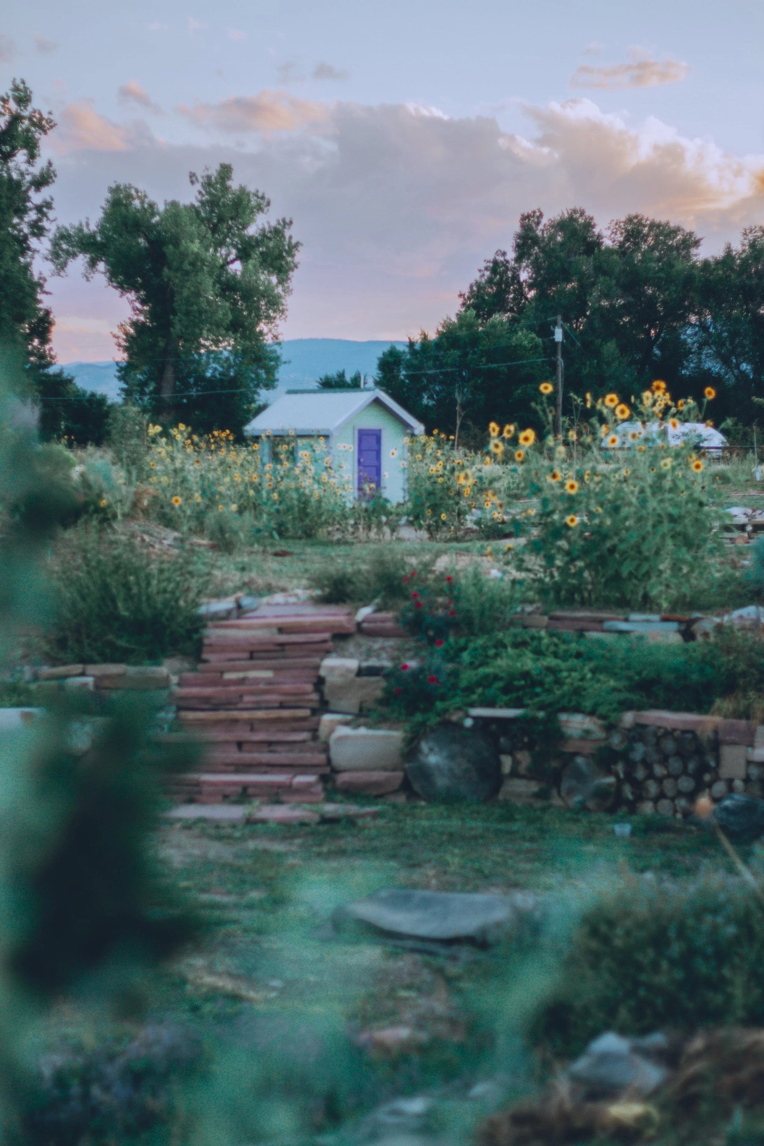 A garden with a small white shed that has a purple door, surrounded by sunflowers and other plants, with trees and a mountain in the background at sunset.