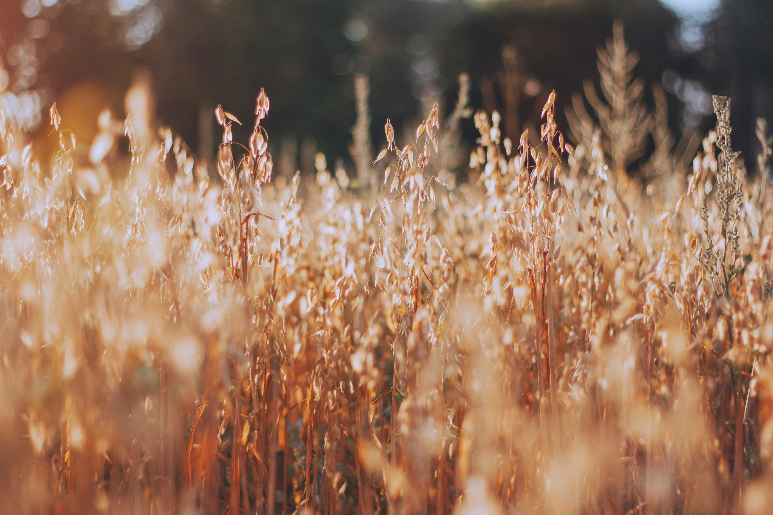 Close-up of golden wheat field at sunset with a blurred background of trees.