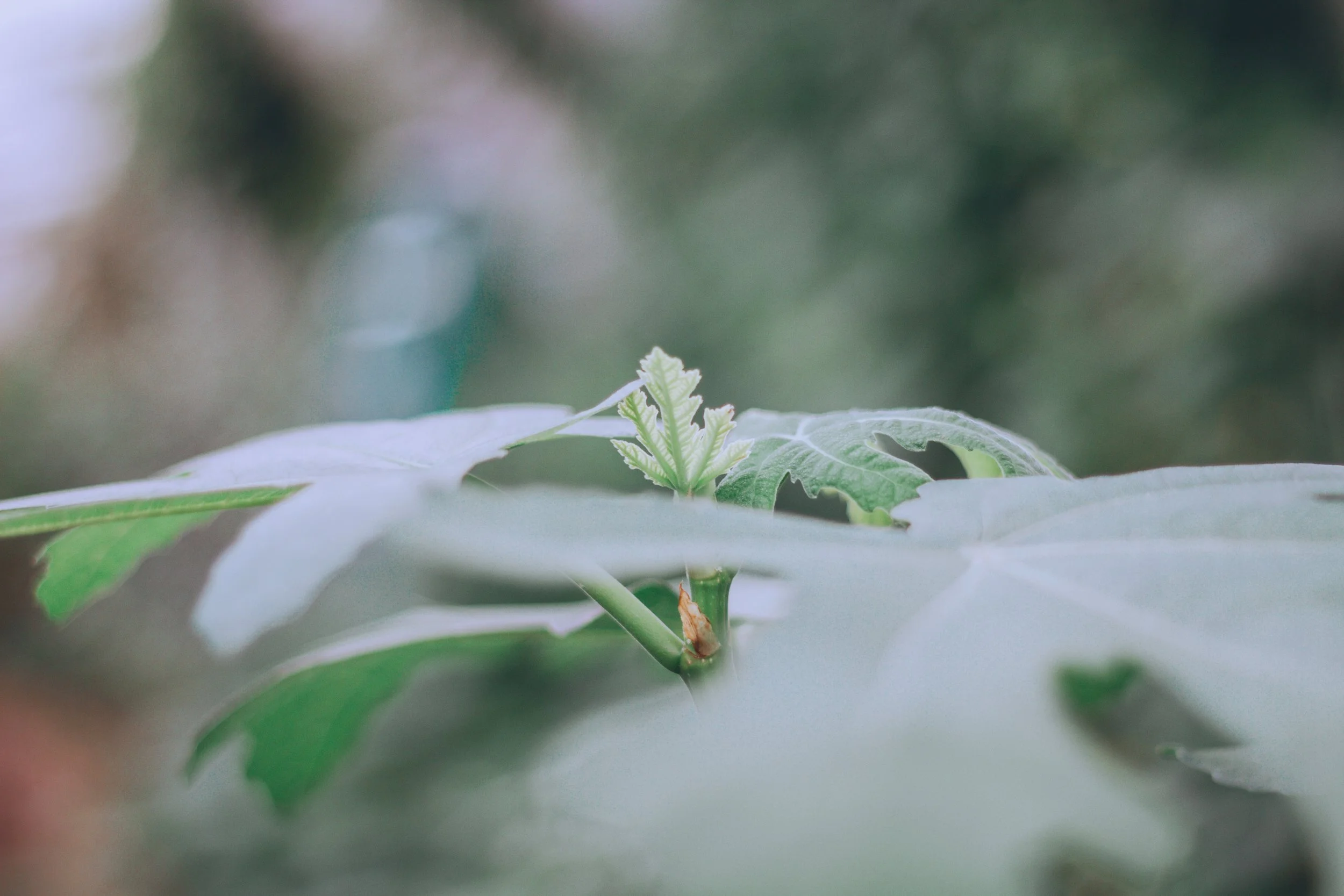 Close-up of green and white papaya leaves with young emerging leaf in the center, blurred background.