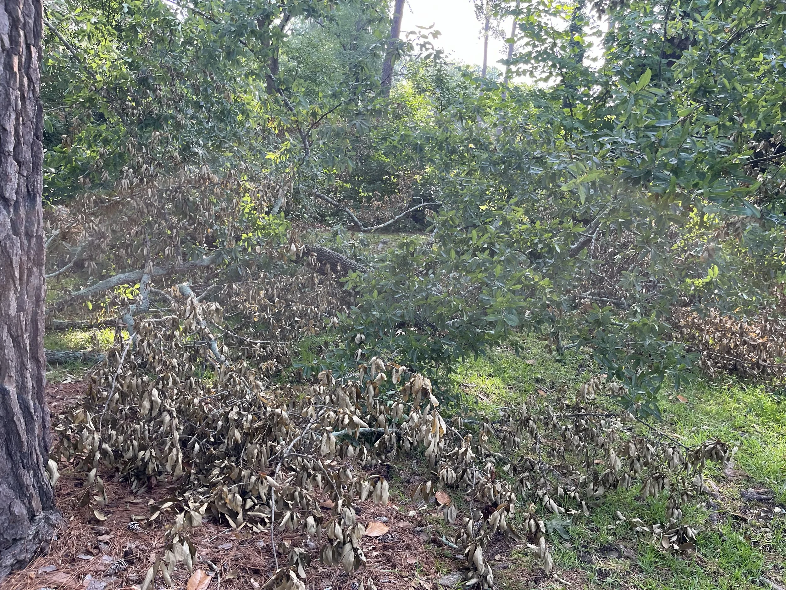 Yard Waste & Debris Cleanup In SC
