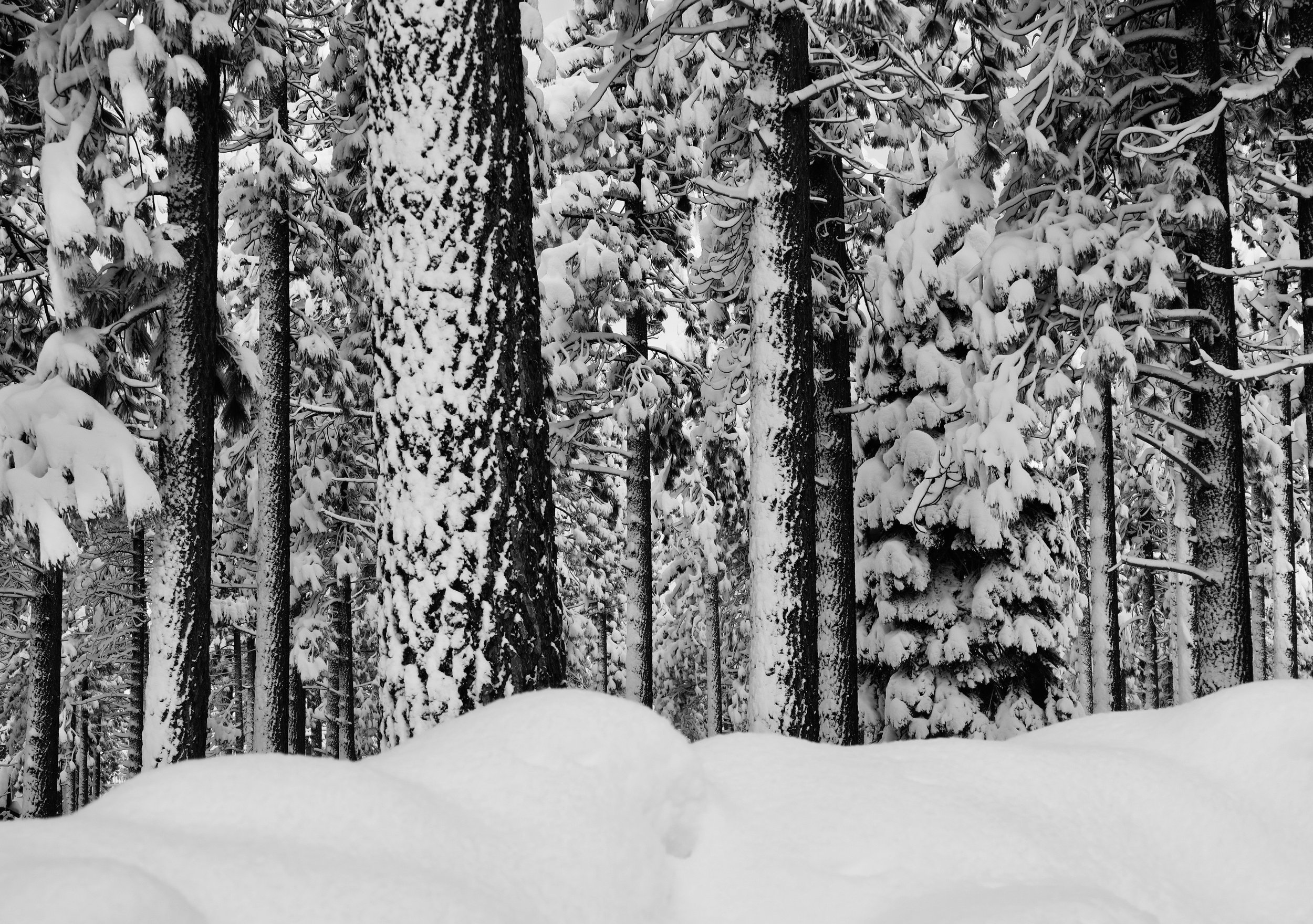 bxwtahoewoods.jpeg