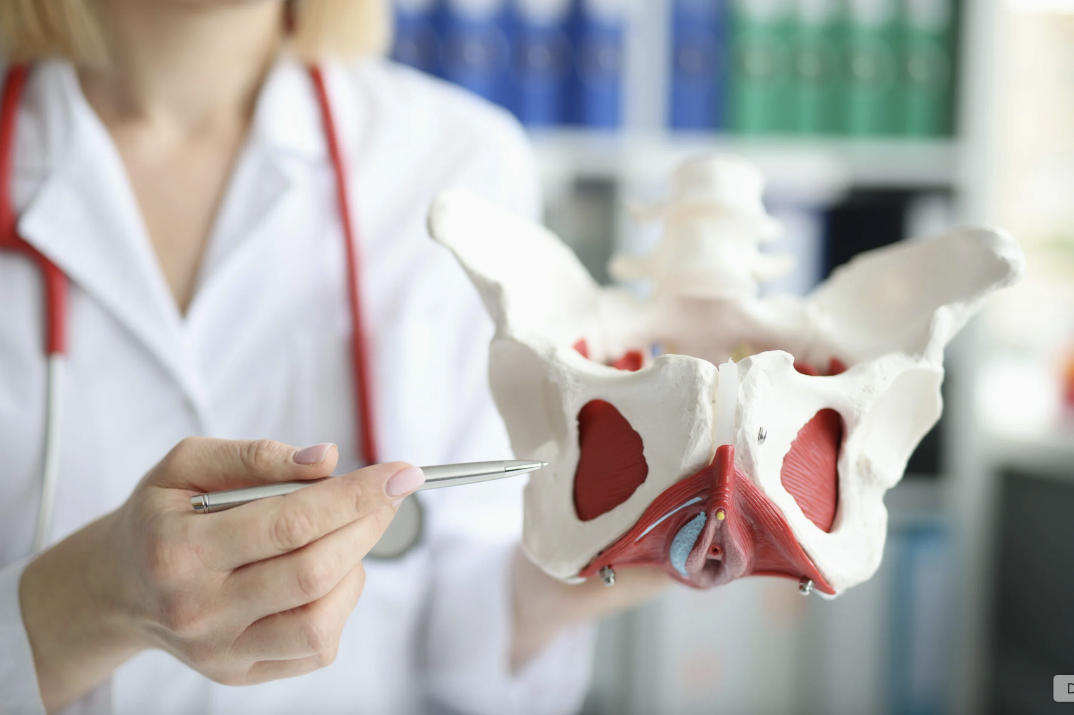 Médico segurando modelo anatômico do osso pélvico, com partes destacadas em vermelho e azul.