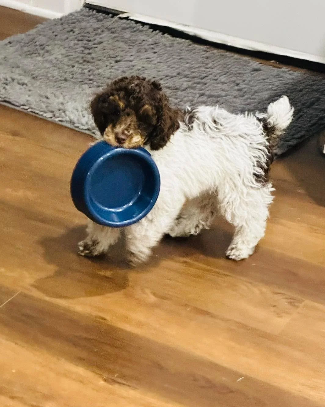 Good morning! Okie says it is time for breakfast!